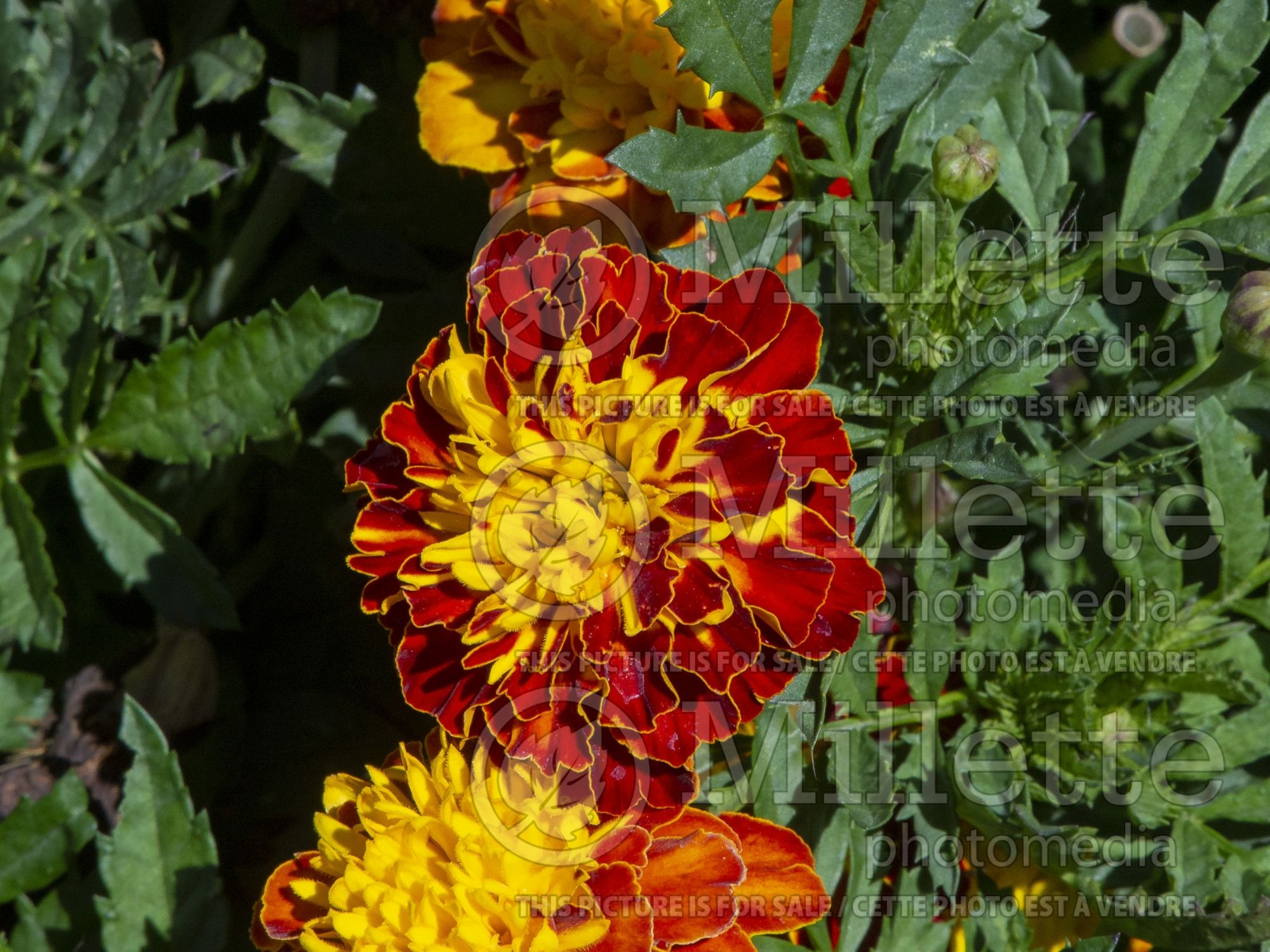 Tagetes Super Hero Spry (French marigold) 4