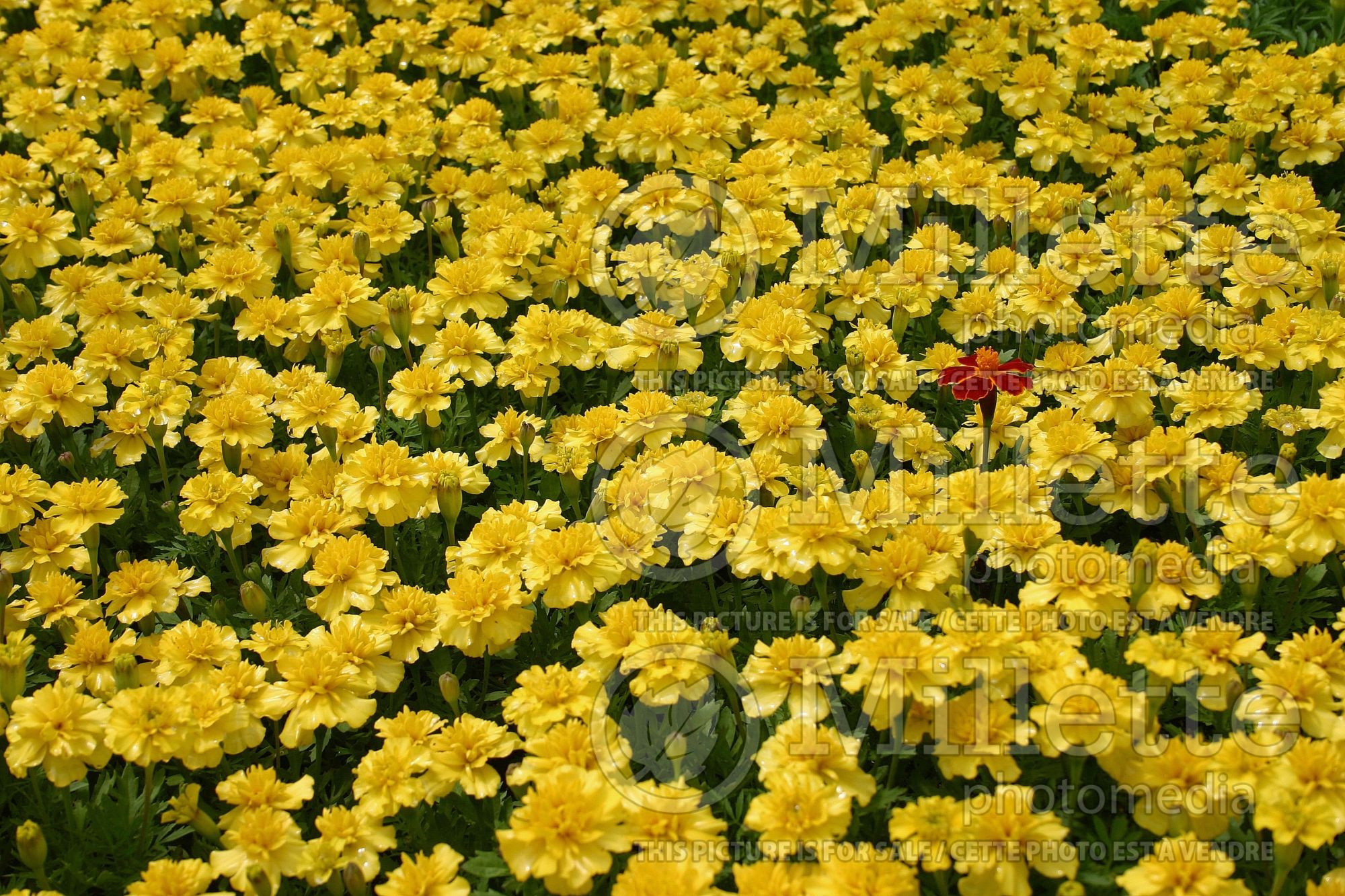 Tagetes Janie Primrose (Marigold) 1