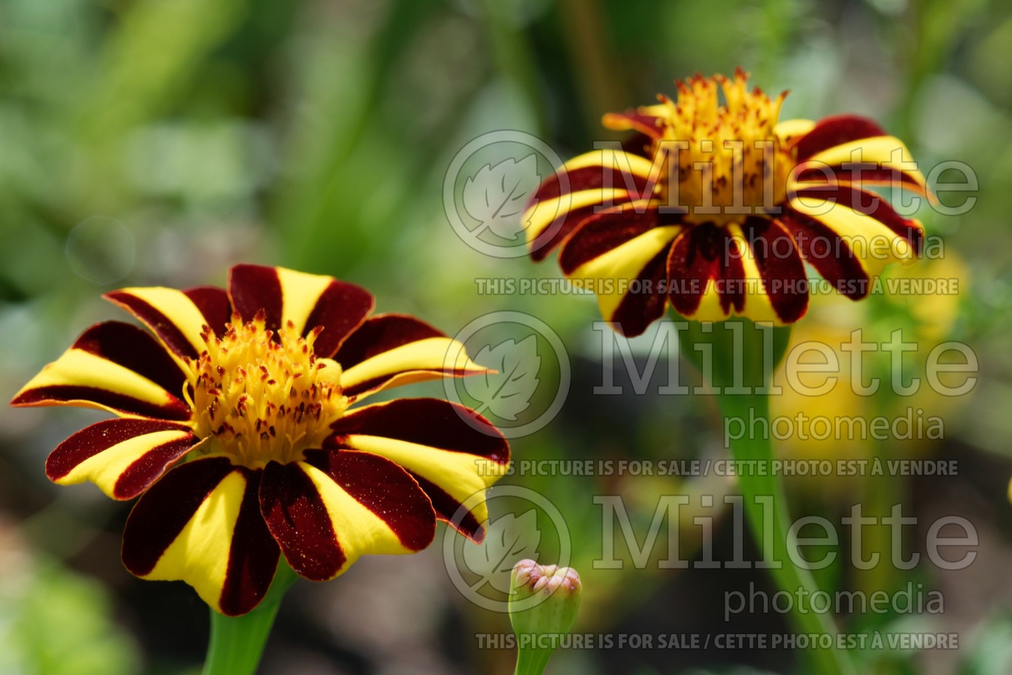 Tagetes Jolly Jester (French marigold) 1