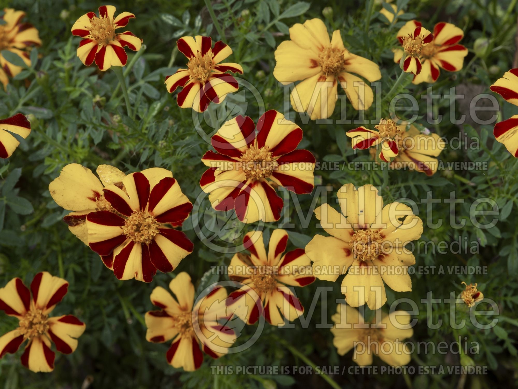 Tagetes Mr Majestic (French marigold) 1