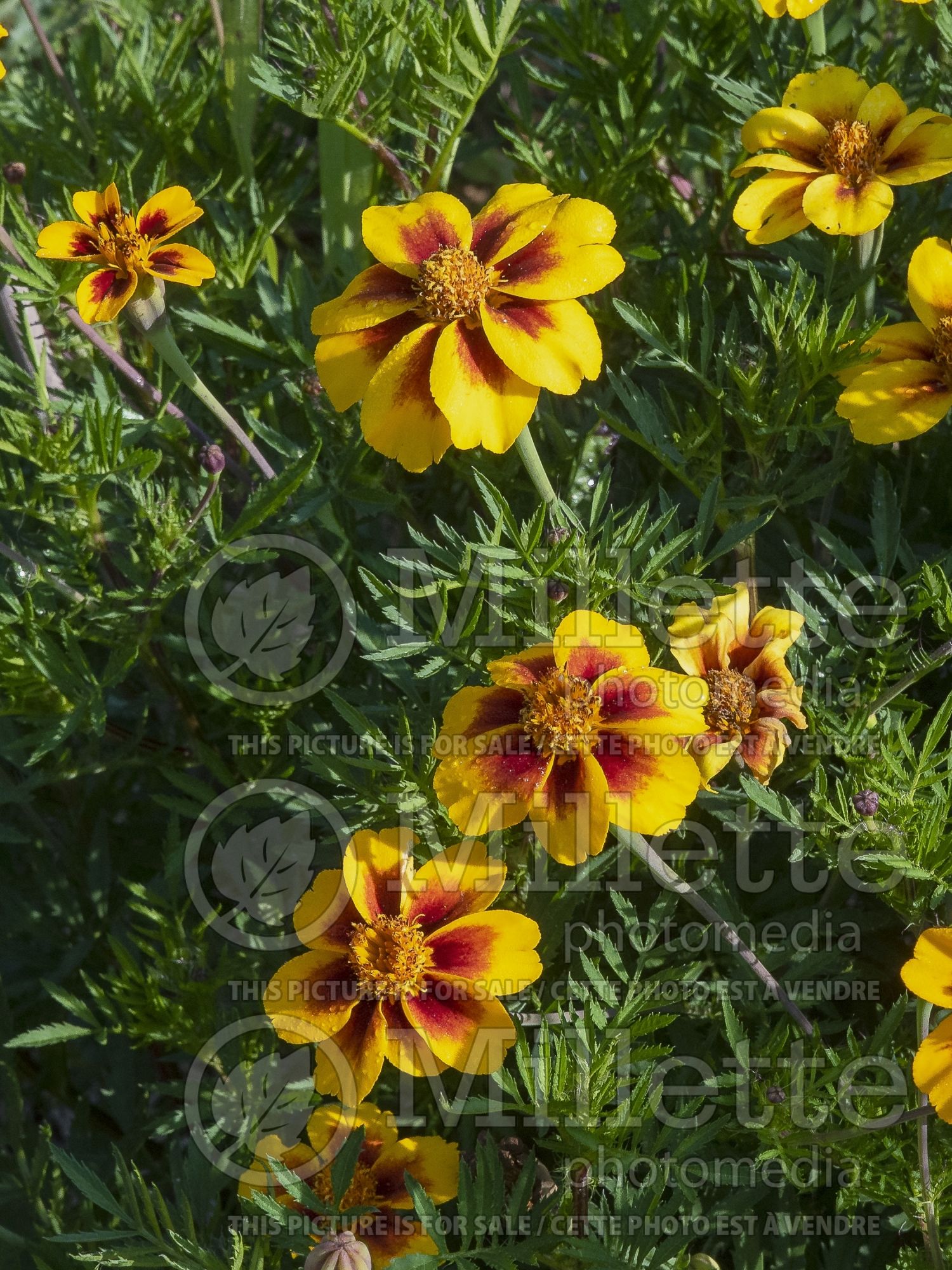 Tagetes Legion of Honor (Marigold) 1
