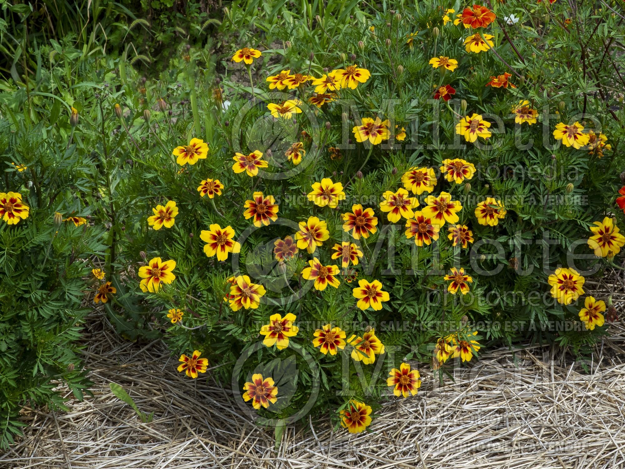 Tagetes Legion of Honor (Marigold) 2