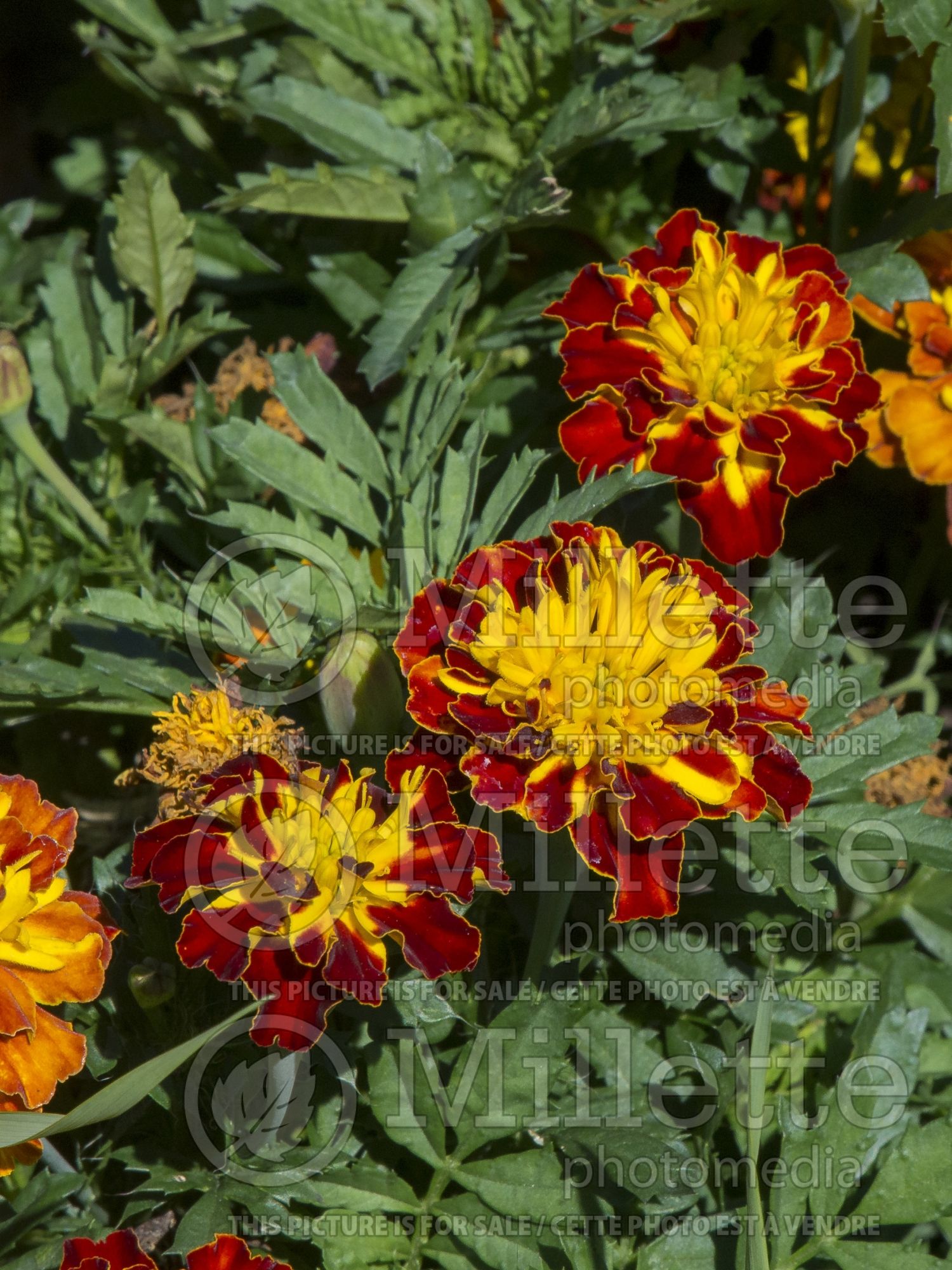 Tagetes Super Hero Spry (French marigold) 5