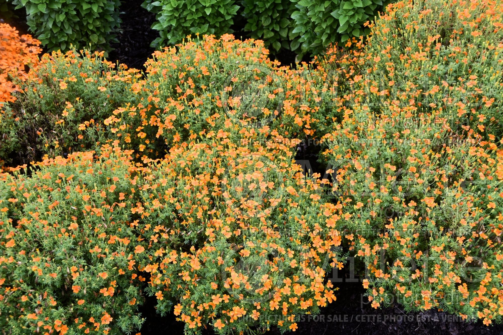 Tagetes Tangerine Gem (Marigold) 1
