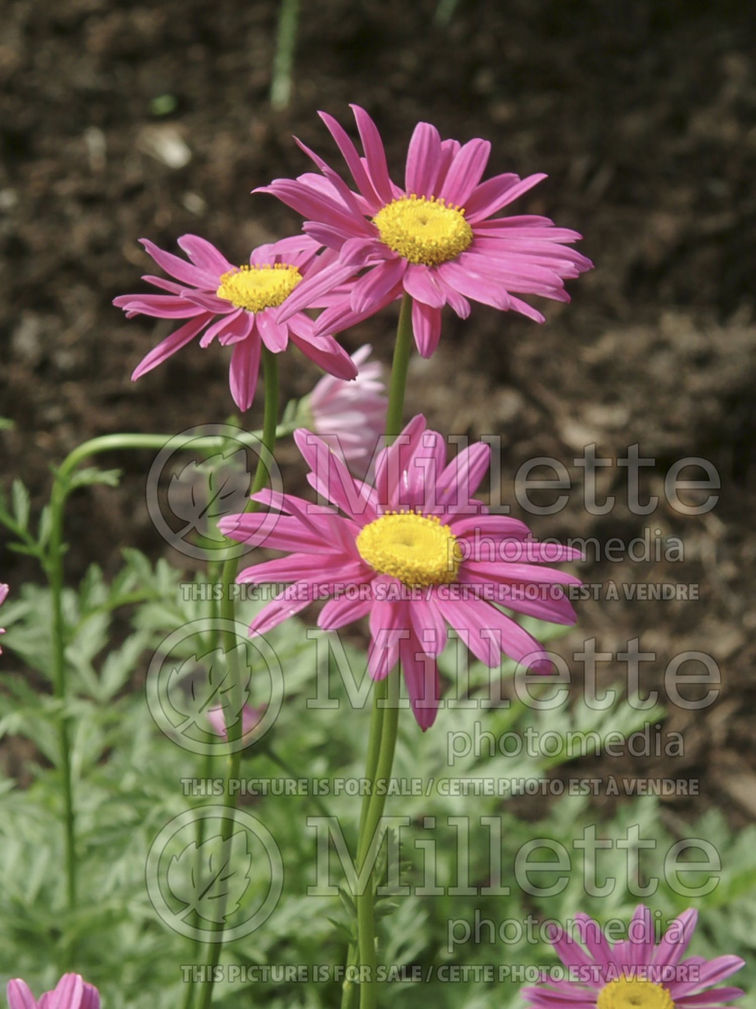 Tanacetum aka Chrysanthemum Parks Extra Double (Painted Daisy) 1