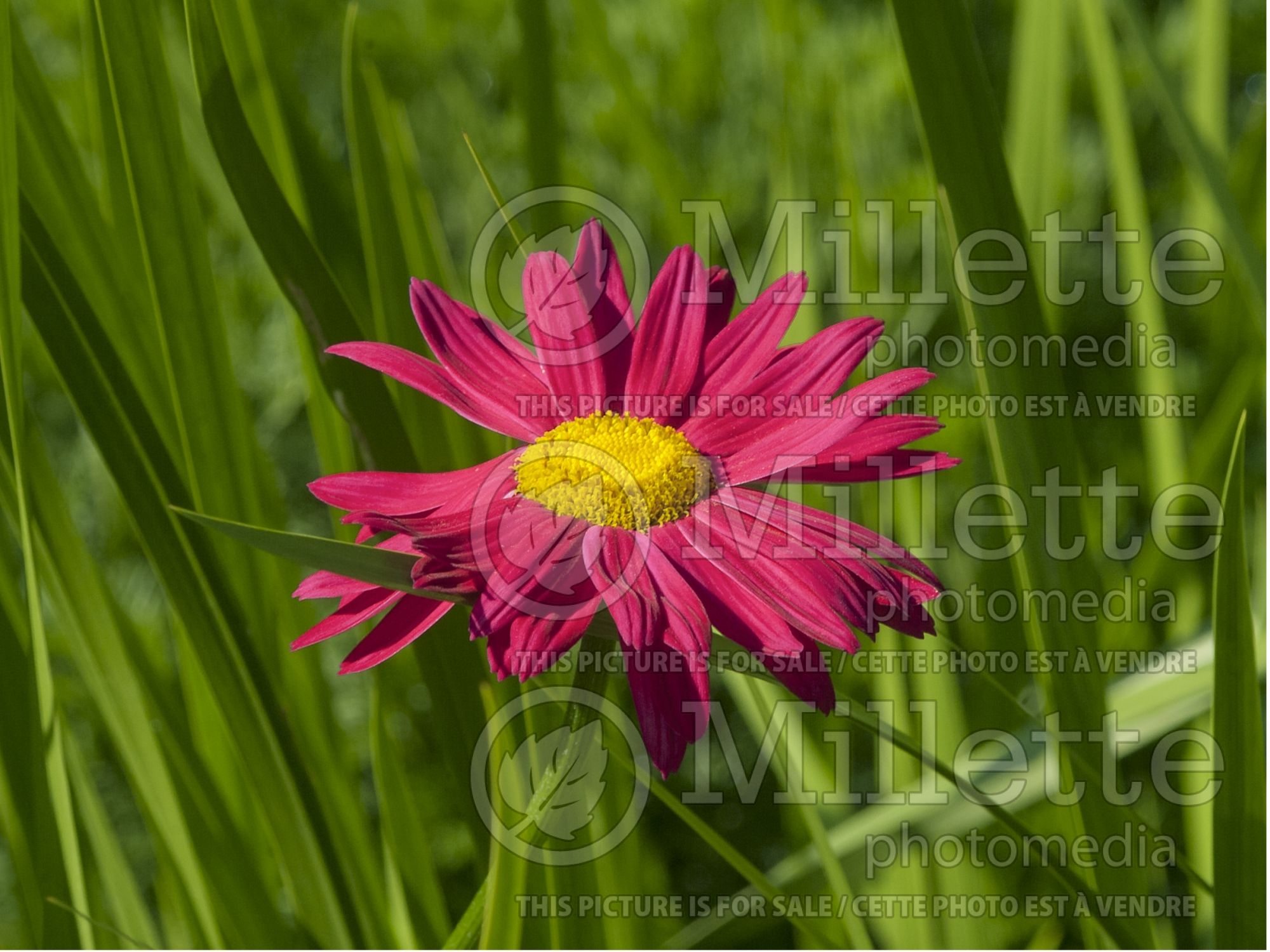Tanacetum aka Chrysanthemum Robinson's Red (Painted Daisy) 1