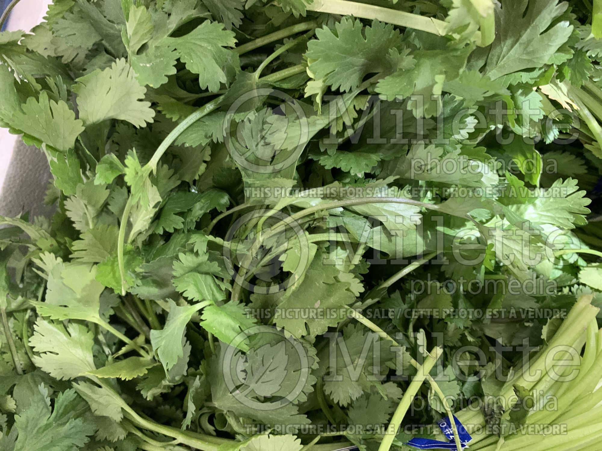 Taraxacum officinale (dandelion herbs - pissenlit) 2
