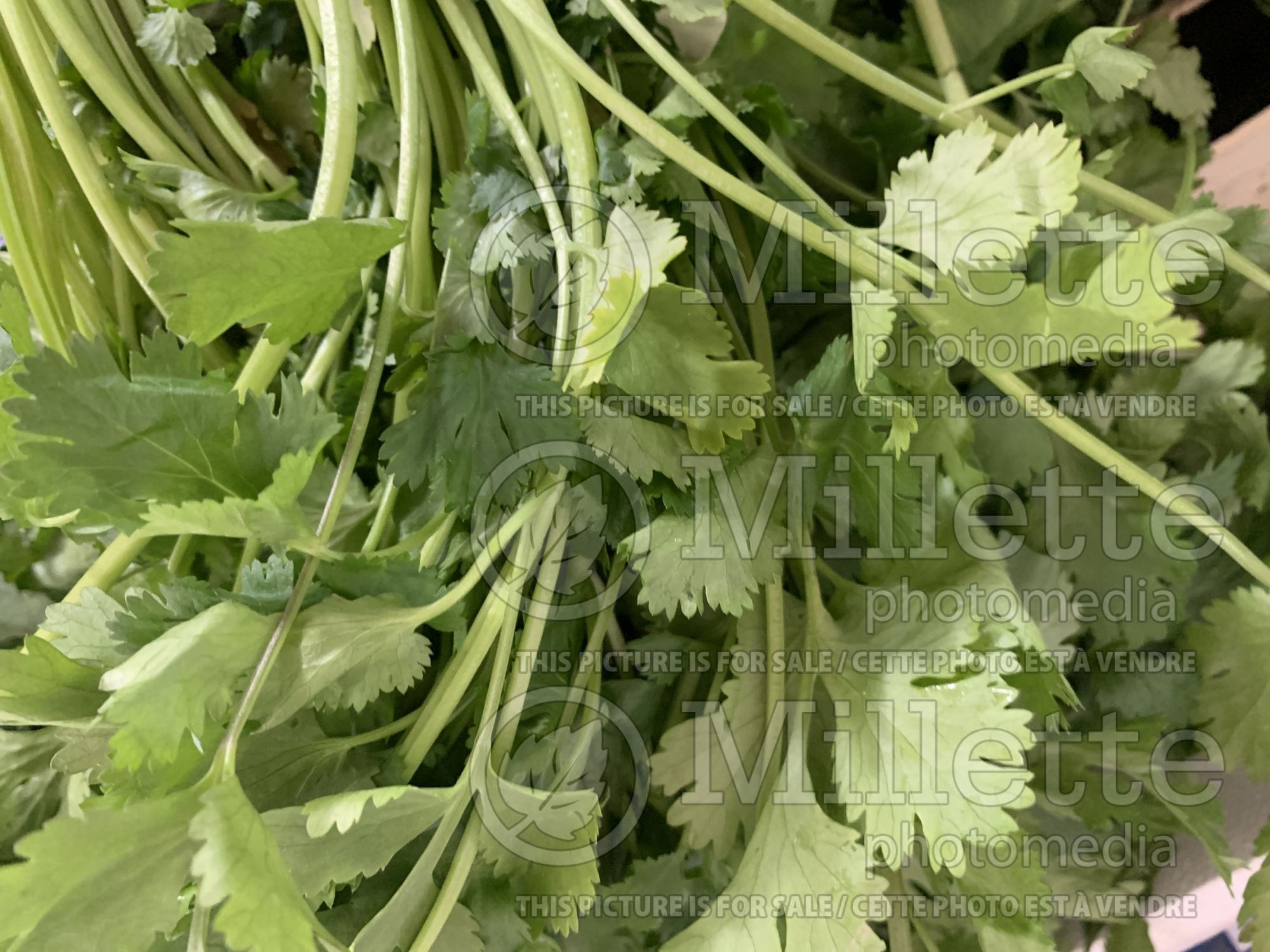 Taraxacum officinale (dandelion herbs - pissenlit) 3