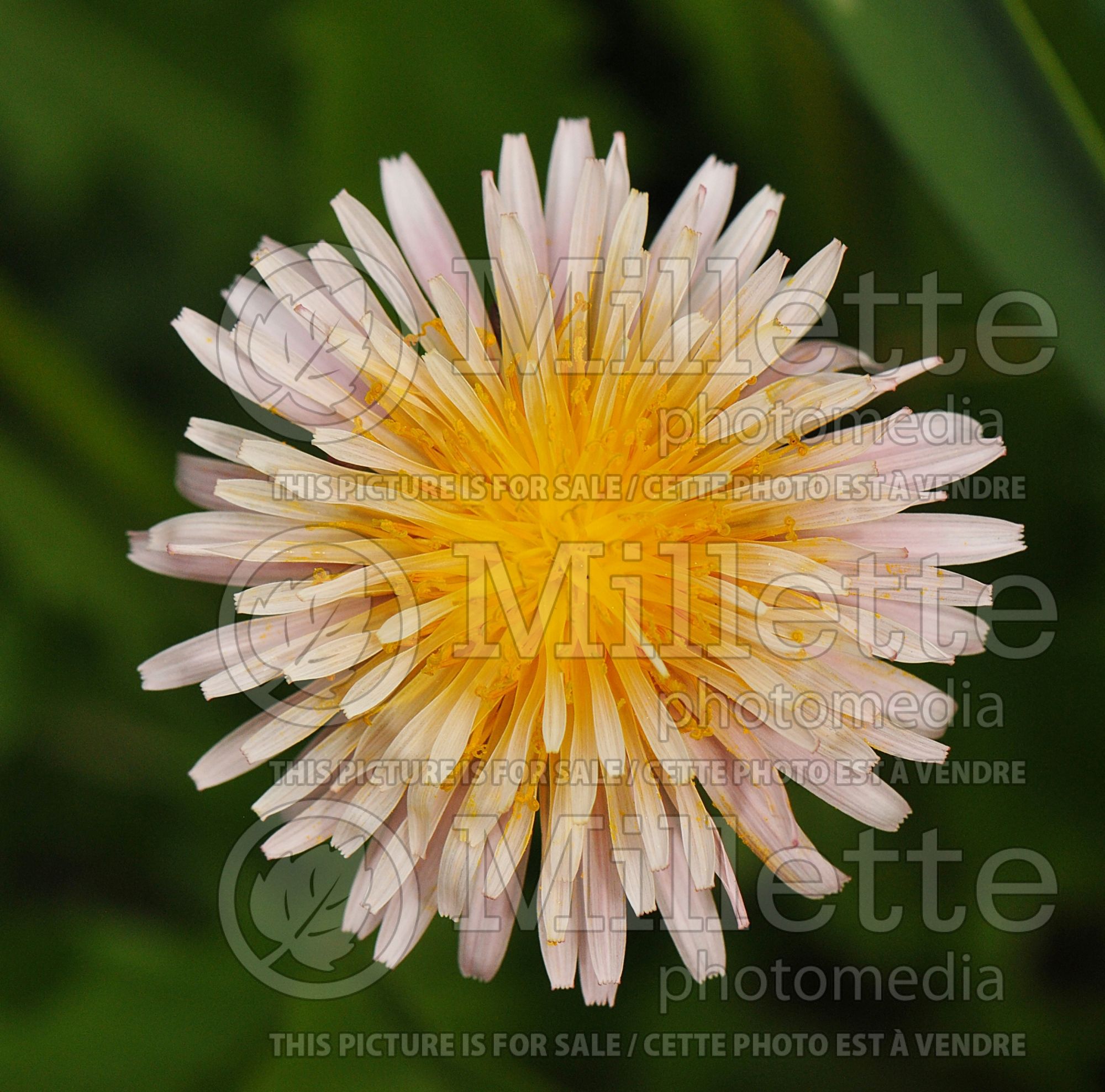 Taraxacum pseudoroseum (Pink dandelion herbs - pissenlit) 1