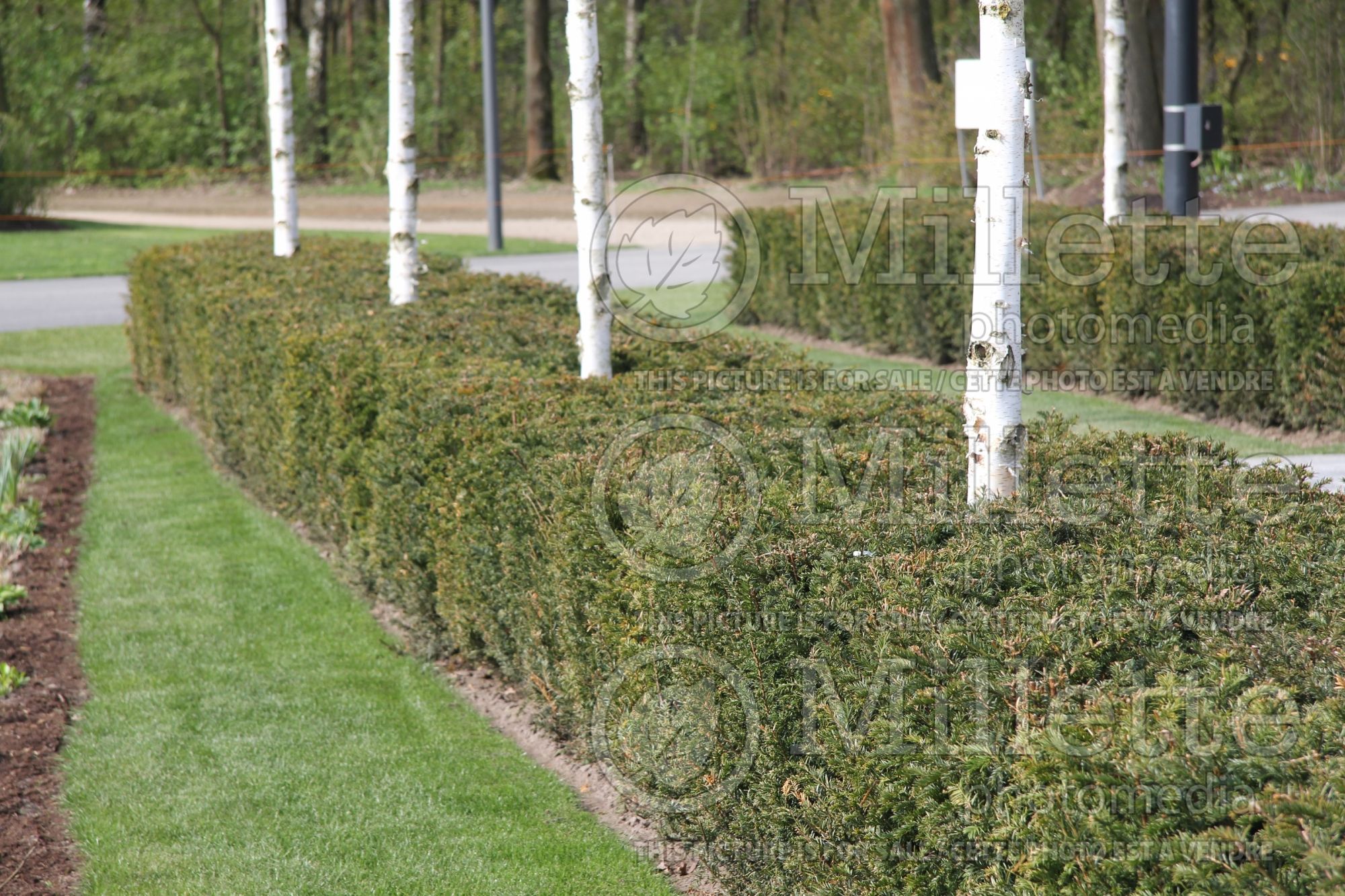 Taxus - yews hedge 5