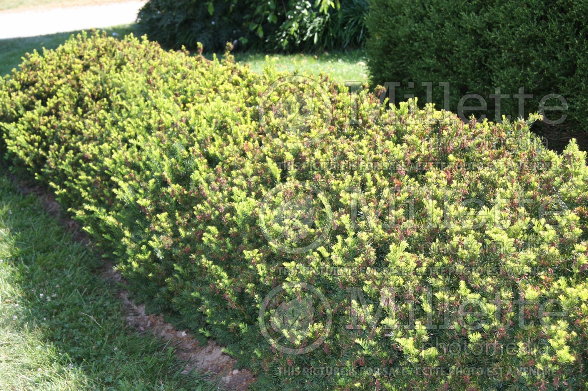 Taxus - yews hedge 3