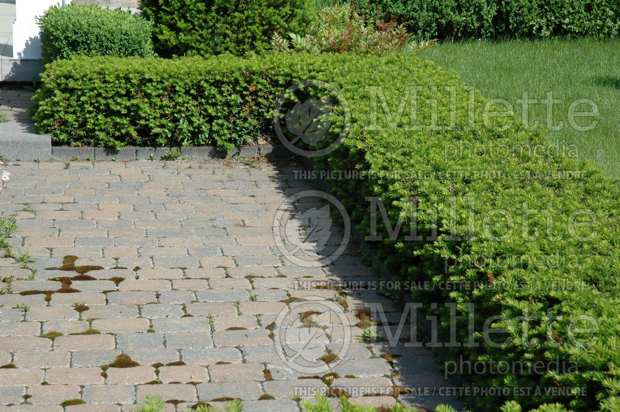 Taxus - yews hedge 6