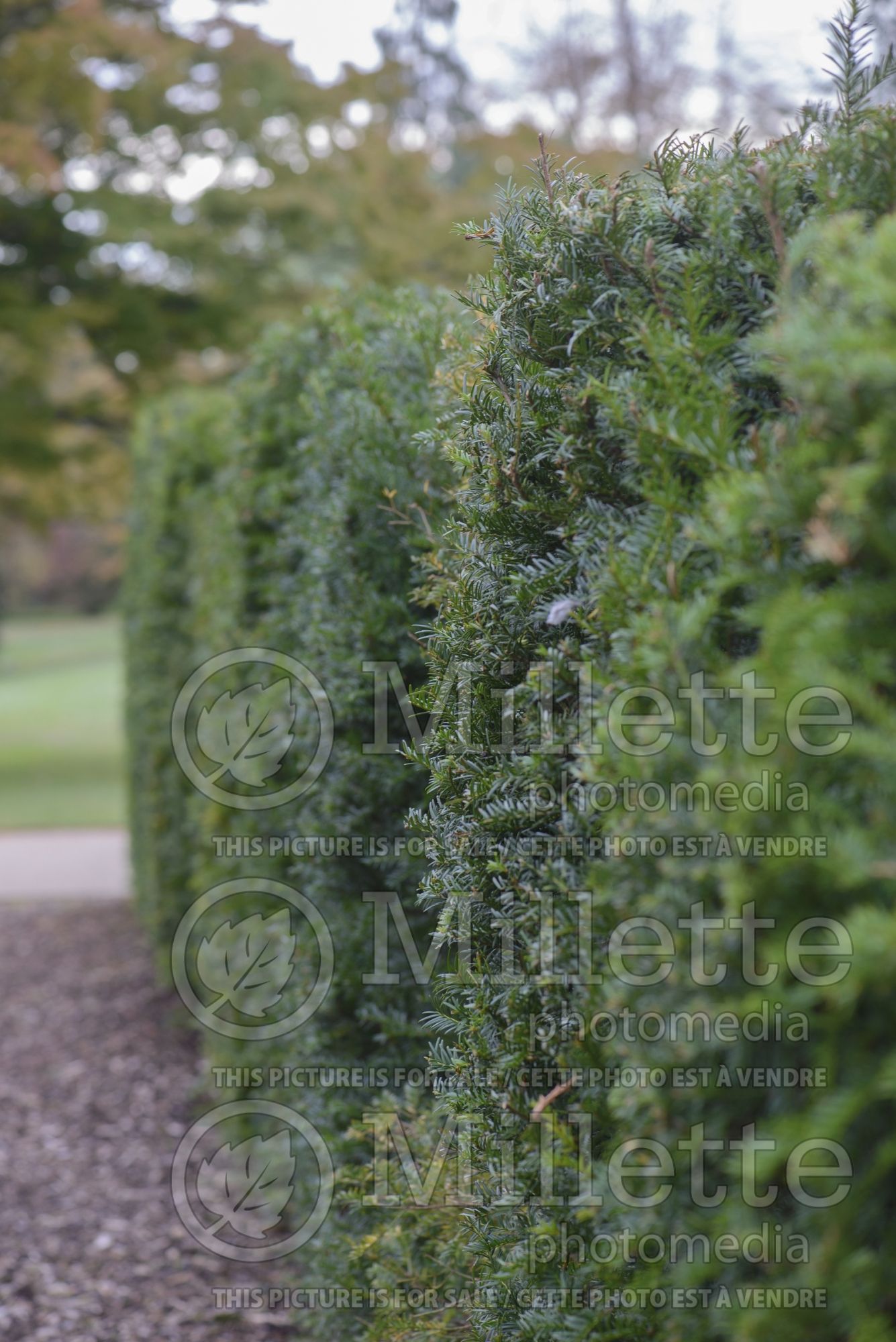 Taxus - yews hedge 1