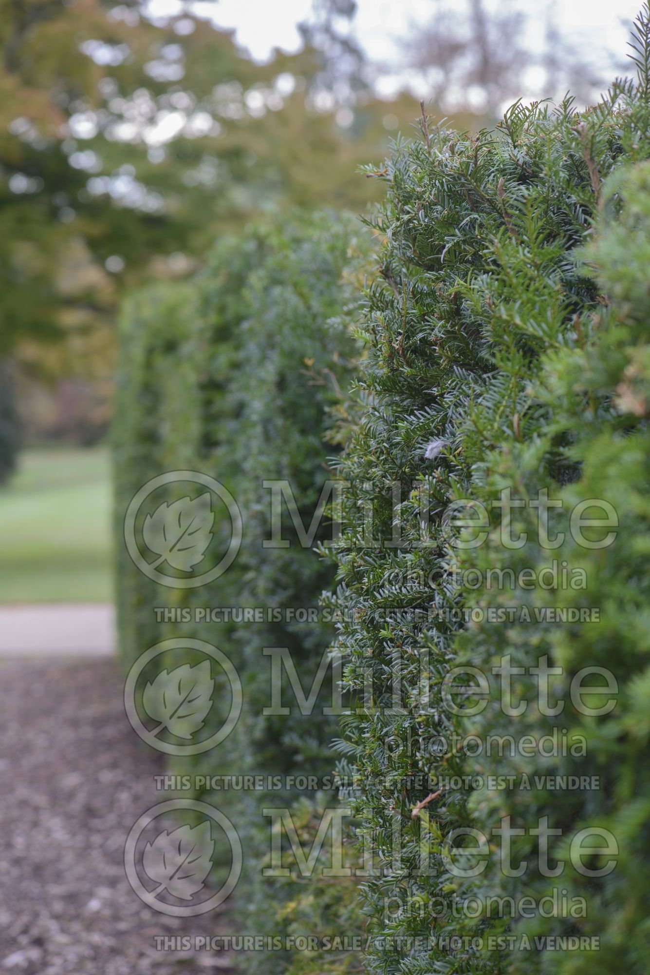 Taxus - yews hedge 2