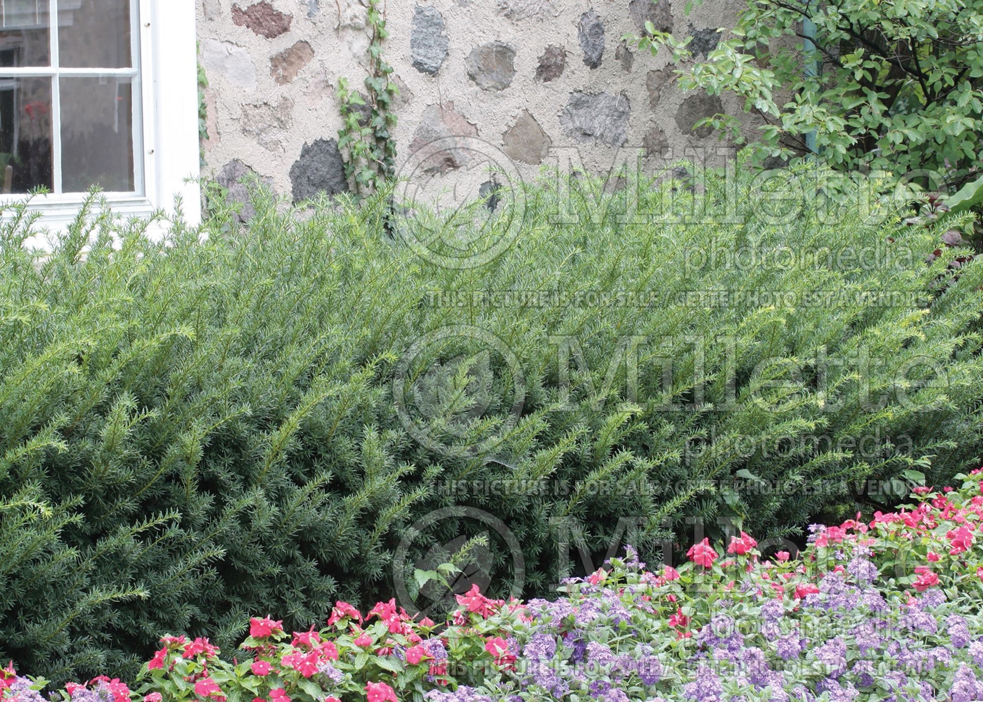 Taxus - yews hedge 8