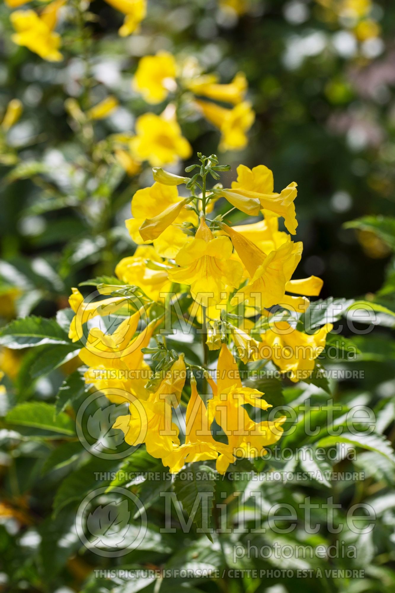Tecoma Gold Star aka Esperanza (yellow bells) 2