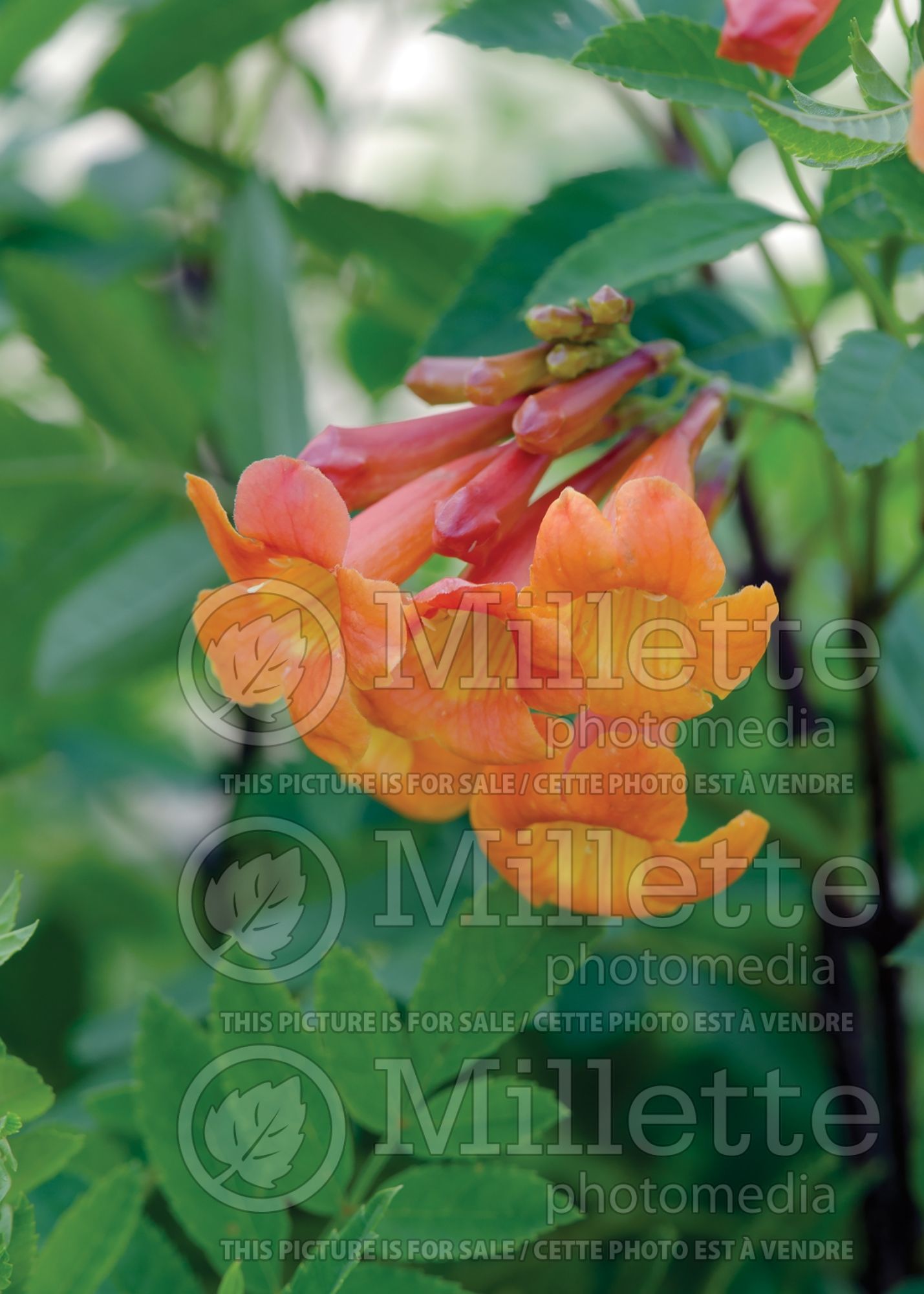 Tecoma Sun Trumpet Orange (Cape honeysuckle) 1