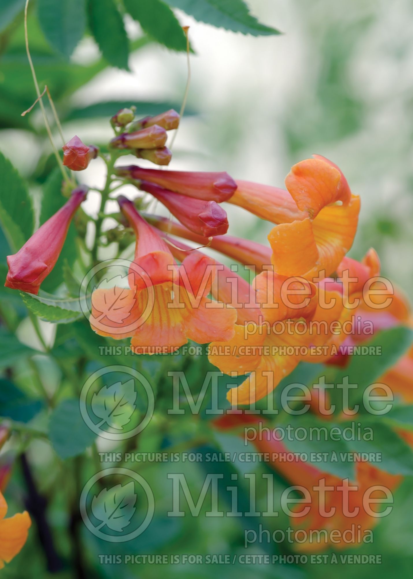 Tecoma Sun Trumpet Orange (Cape honeysuckle) 2
