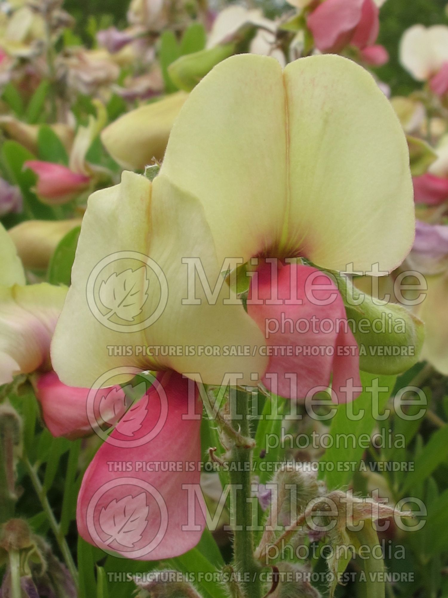 Tephrosia virginiana (goat-rue, goat's rue, catgut, rabbit pea) 1