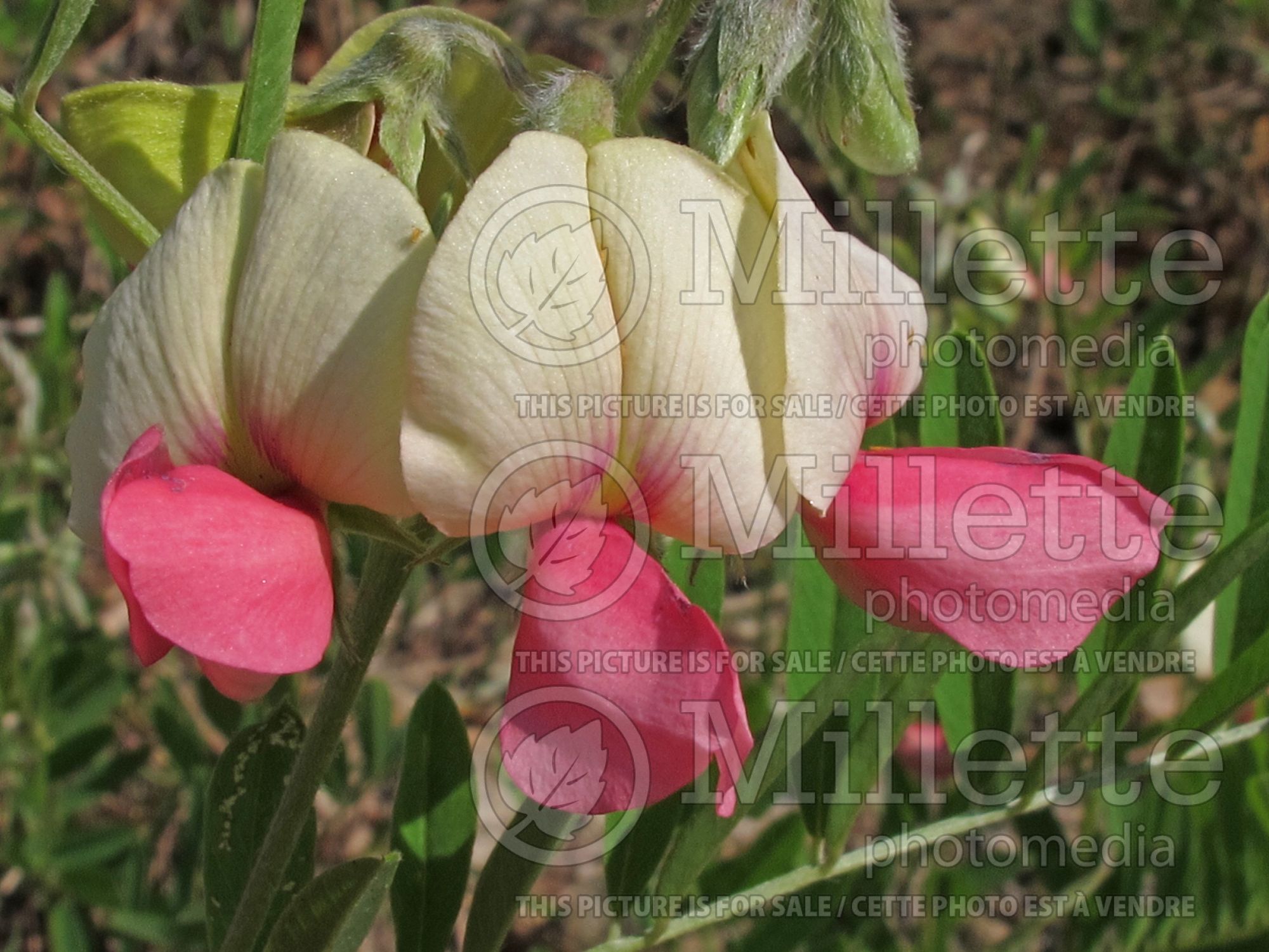 Tephrosia virginiana (goat-rue, goat's rue, catgut, rabbit pea) 2