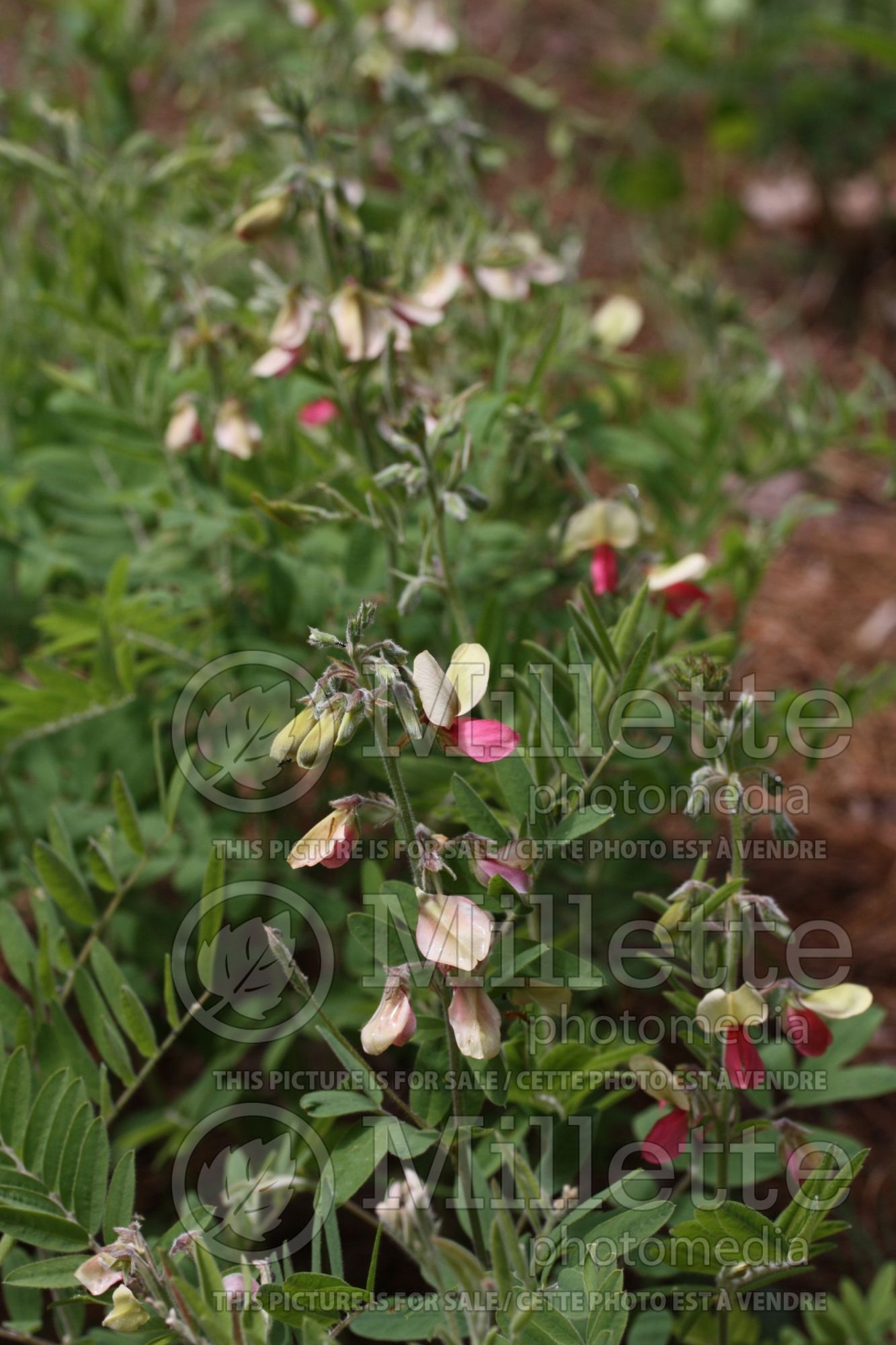 Tephrosia virginiana (goat-rue, goat's rue, catgut, rabbit pea) 4