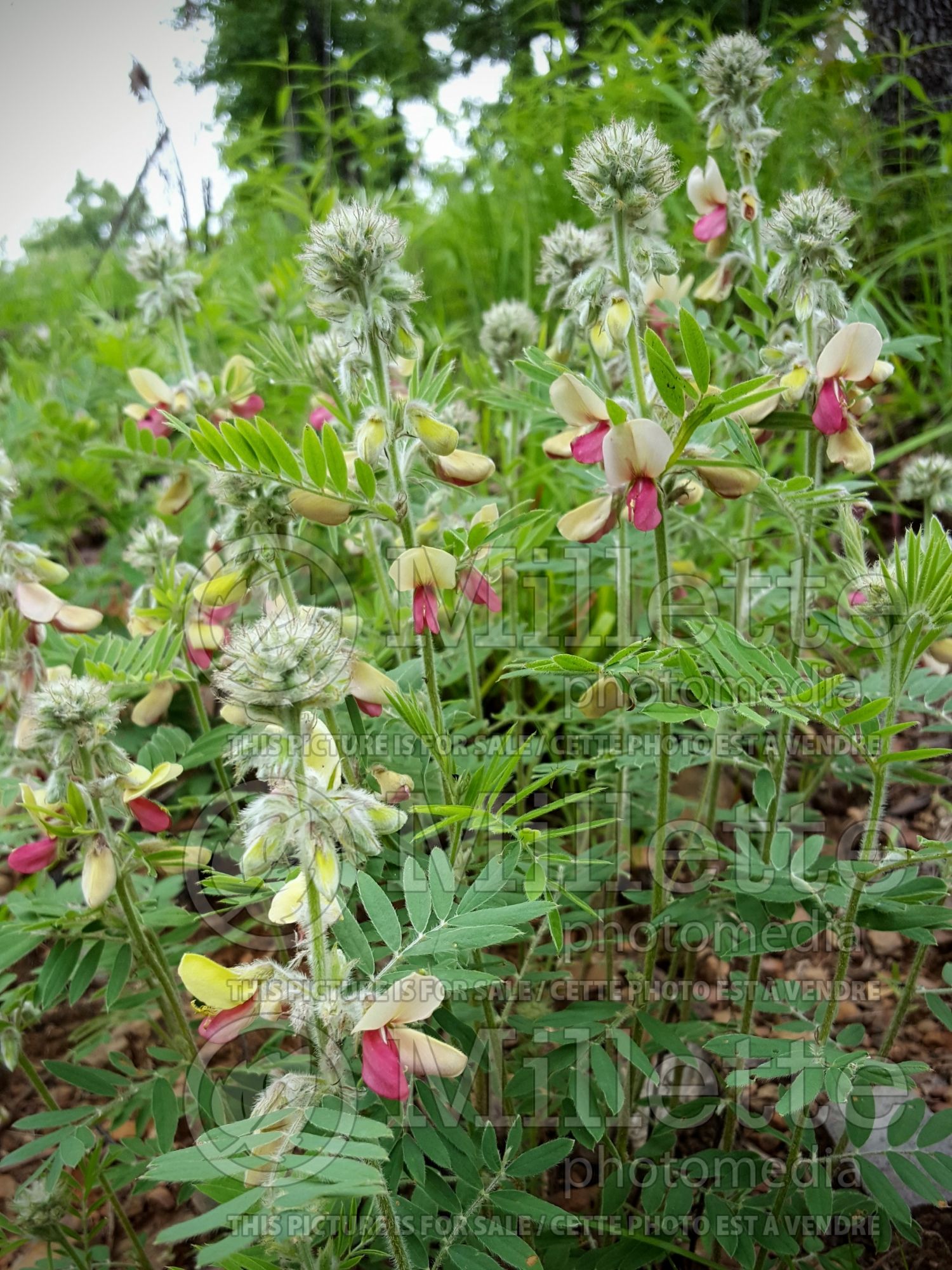 Tephrosia virginiana (goat-rue, goat's rue, catgut, rabbit pea) 3