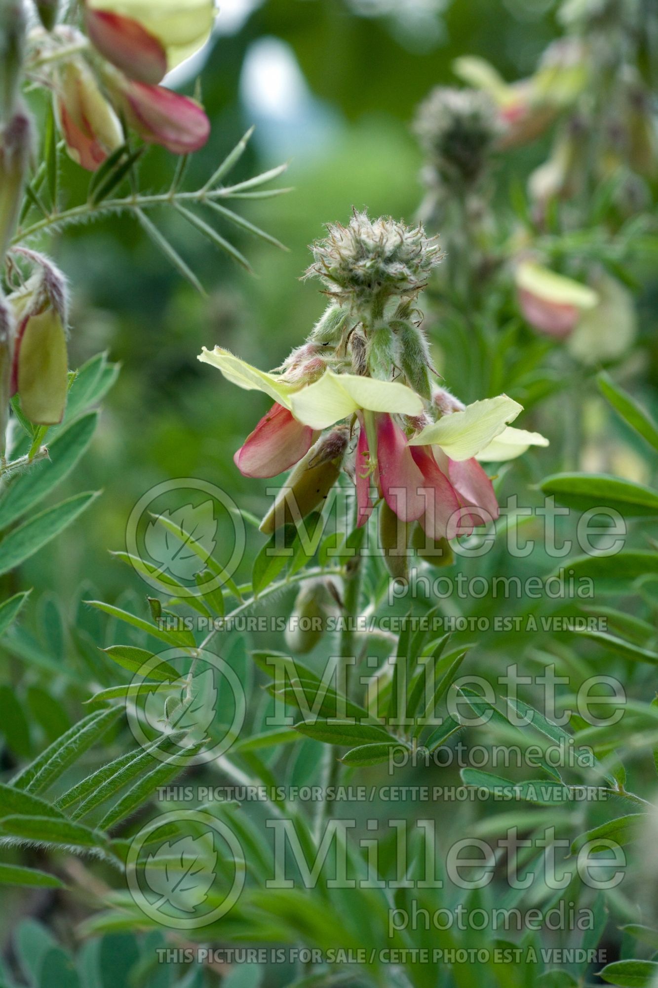 Tephrosia virginiana (goat-rue, goat's rue, catgut, rabbit pea) 5