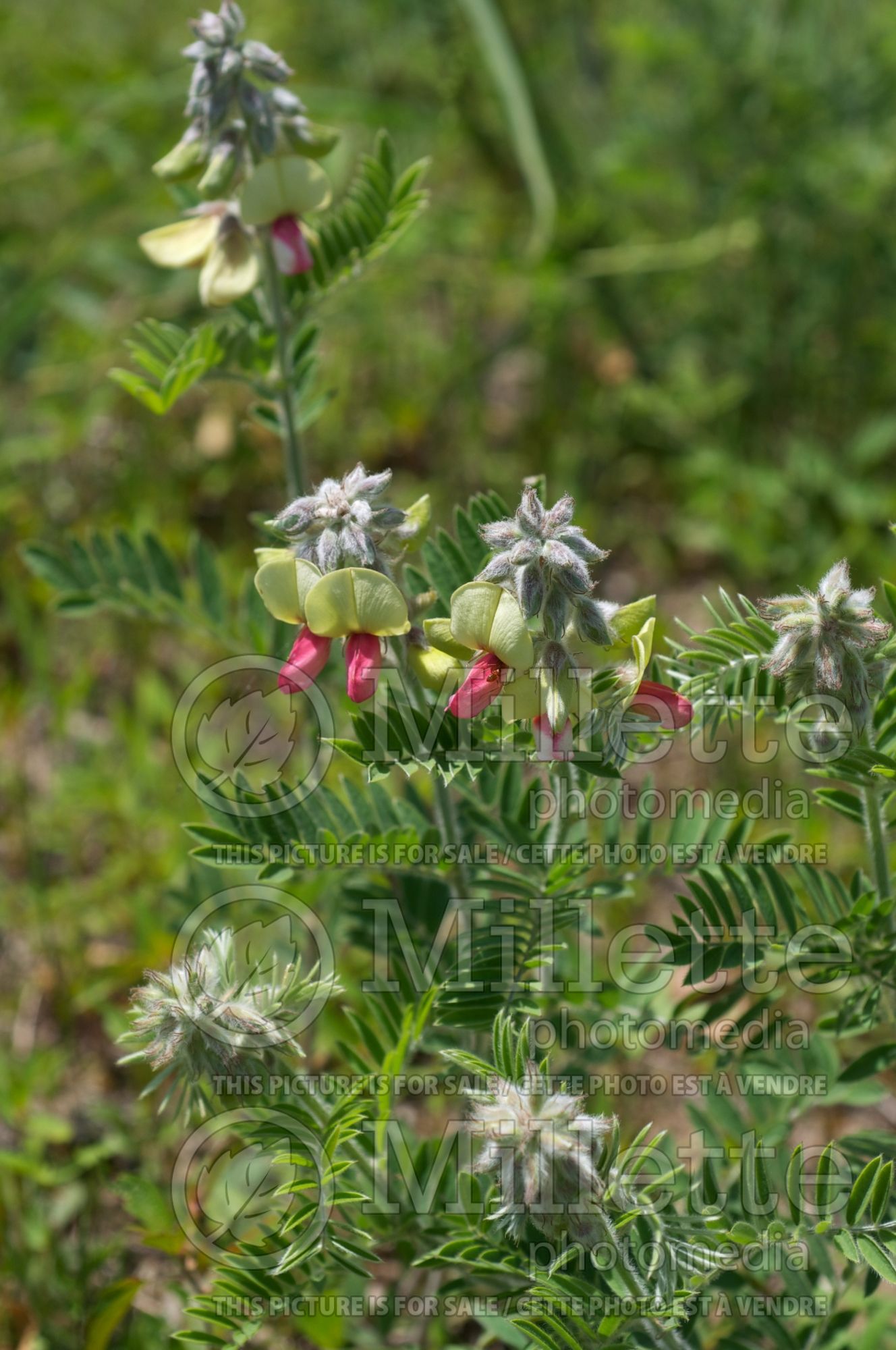 Tephrosia virginiana (goat-rue, goat's rue, catgut, rabbit pea) 6