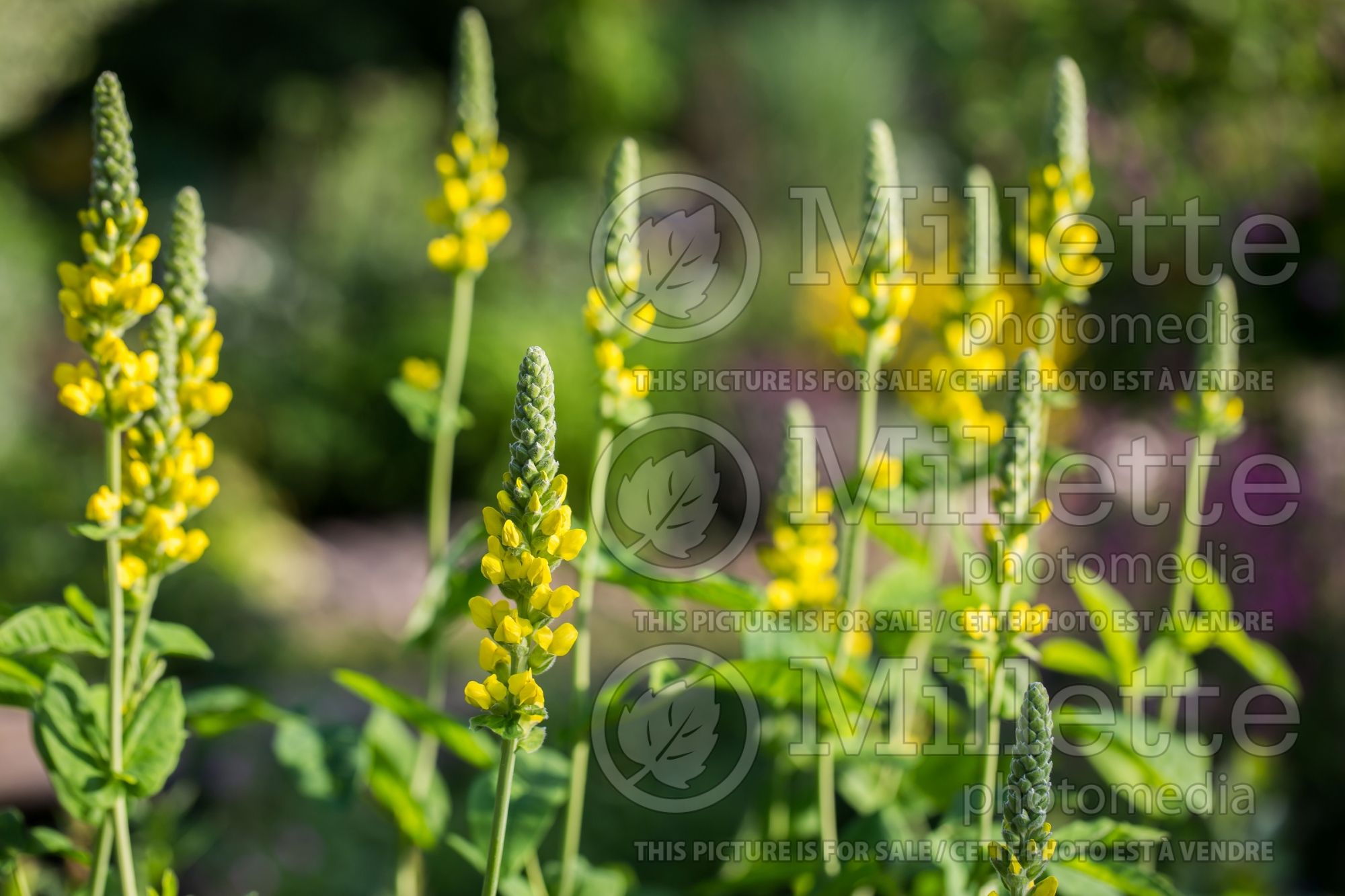 Thermopsis villosa (Carolina lupine) 1