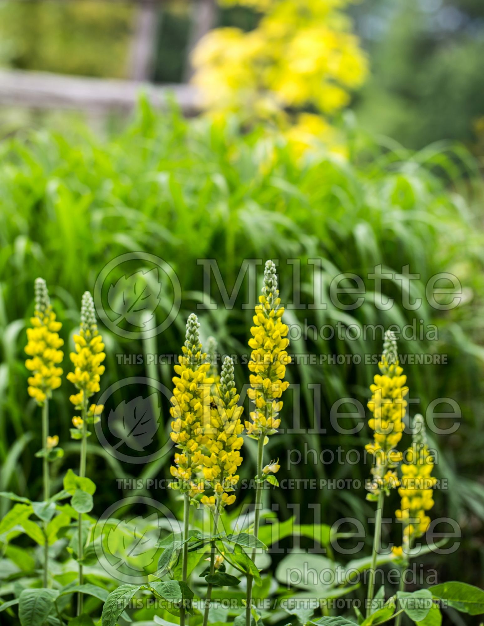 Thermopsis villosa (Carolina lupine) 2