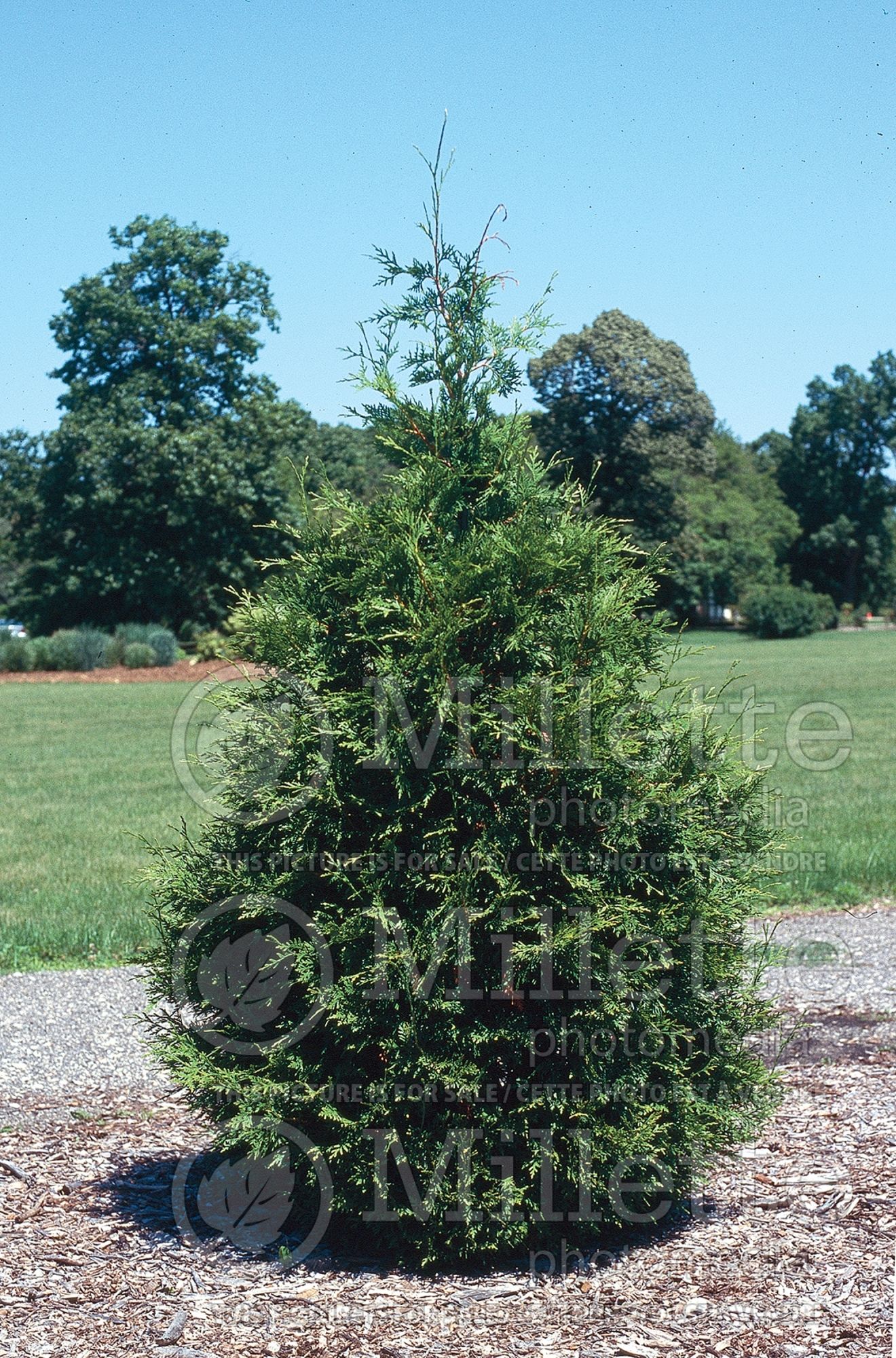 Thuja Green Giant (Eastern Arborvitae conifer - thuya) 11