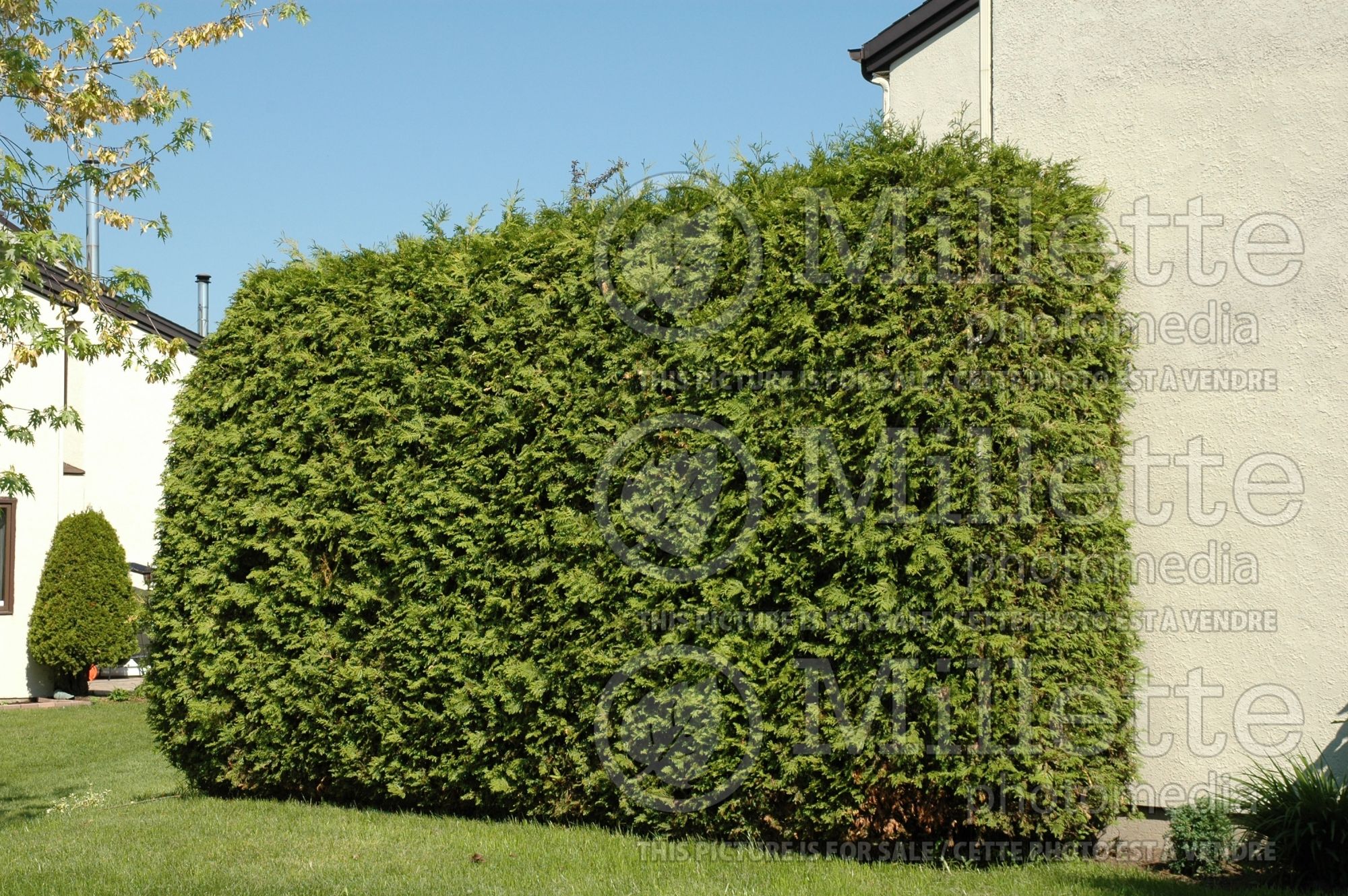 Thuja - Arborvitae hedge 11