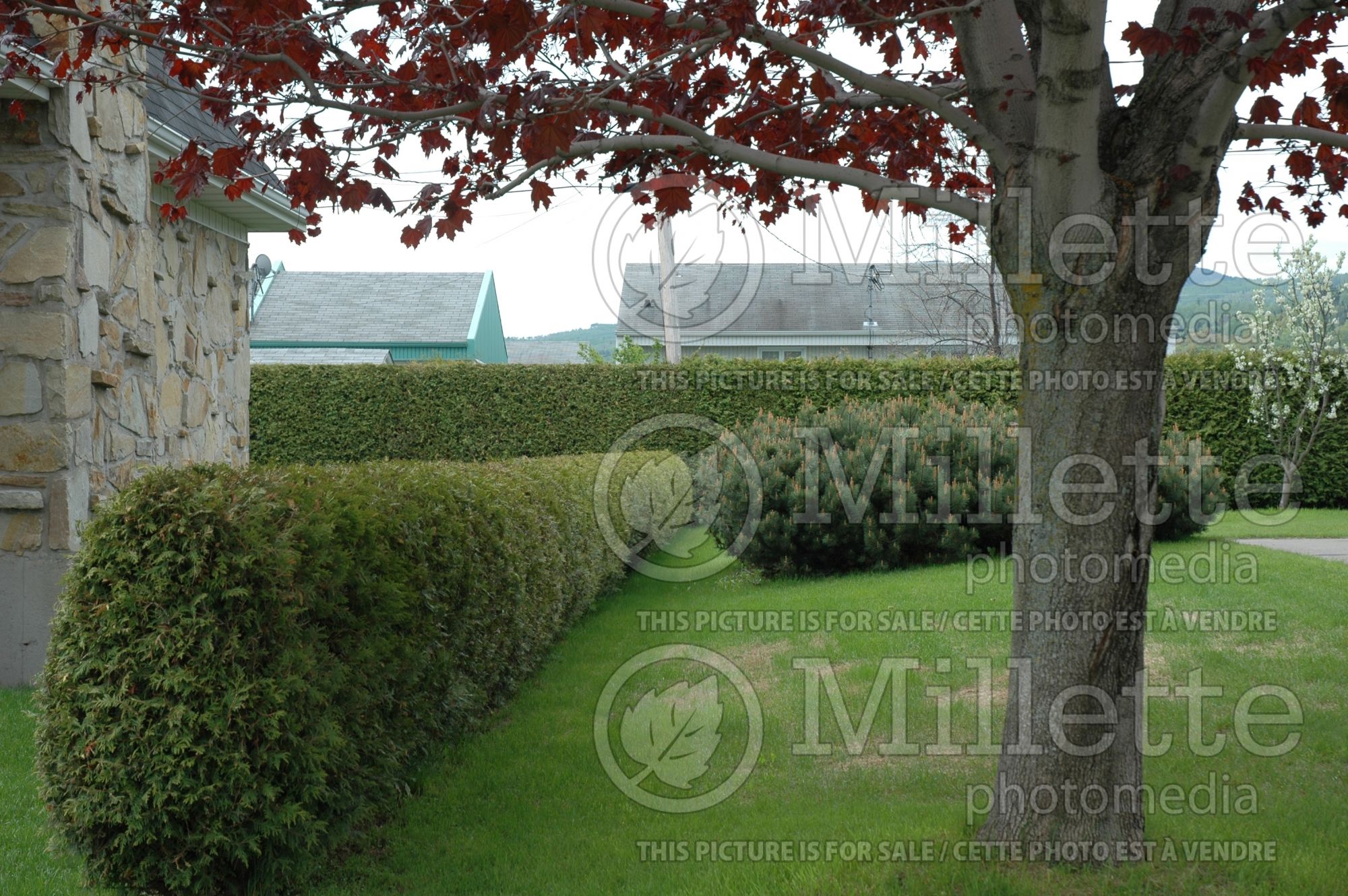 Thuja - Arborvitae hedge 12