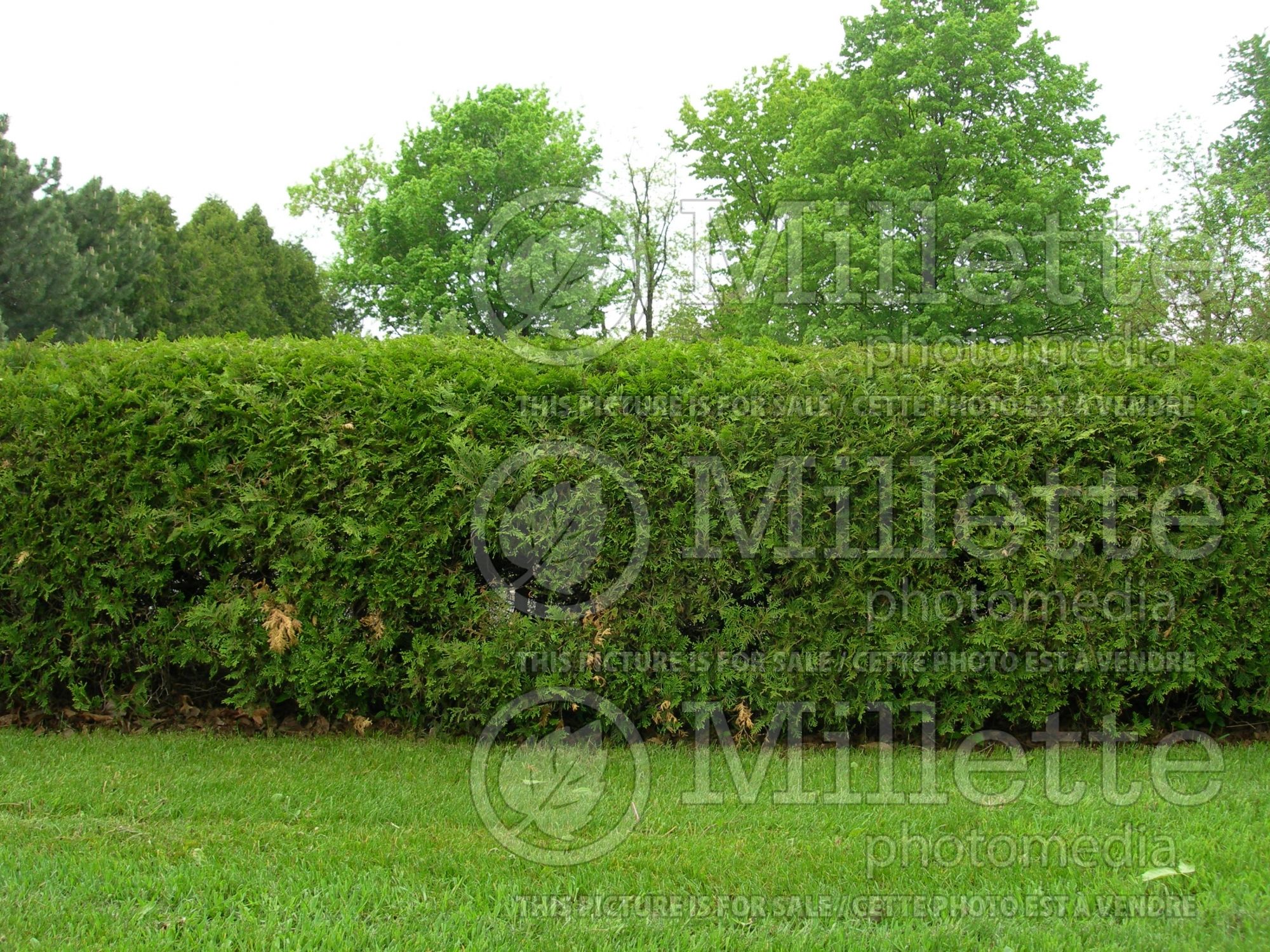 Thuja - Arborvitae hedge 5