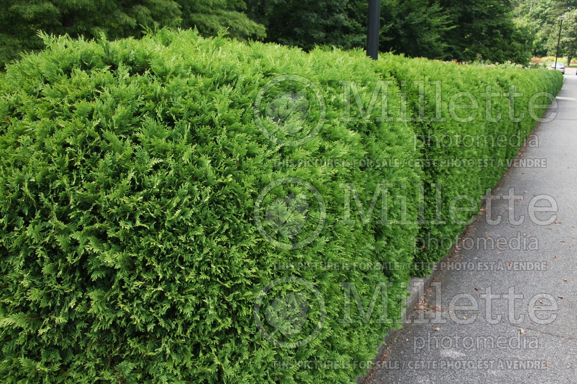 Thuja - Arborvitae hedge 7