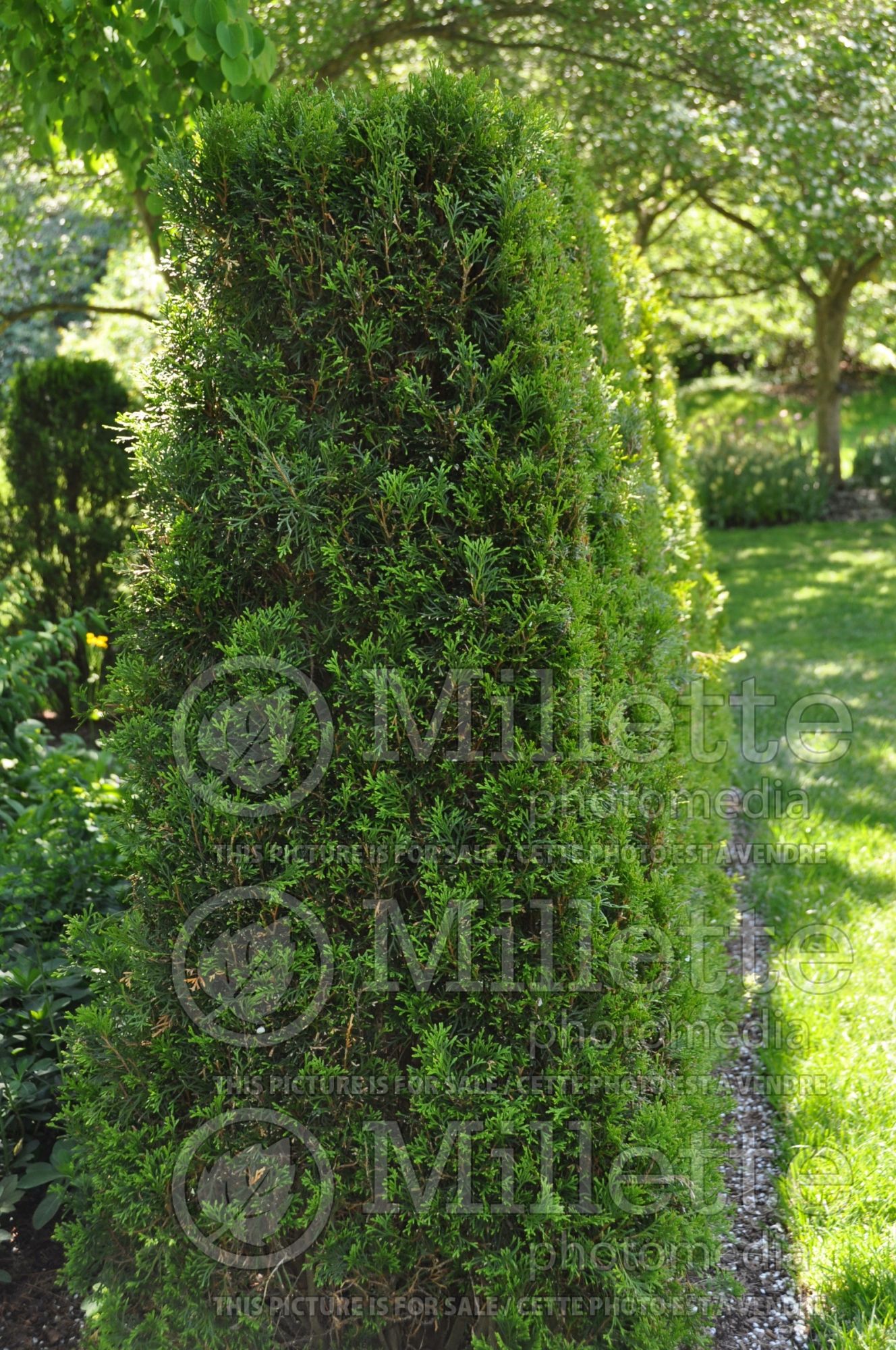 Thuja - Arborvitae hedge 2