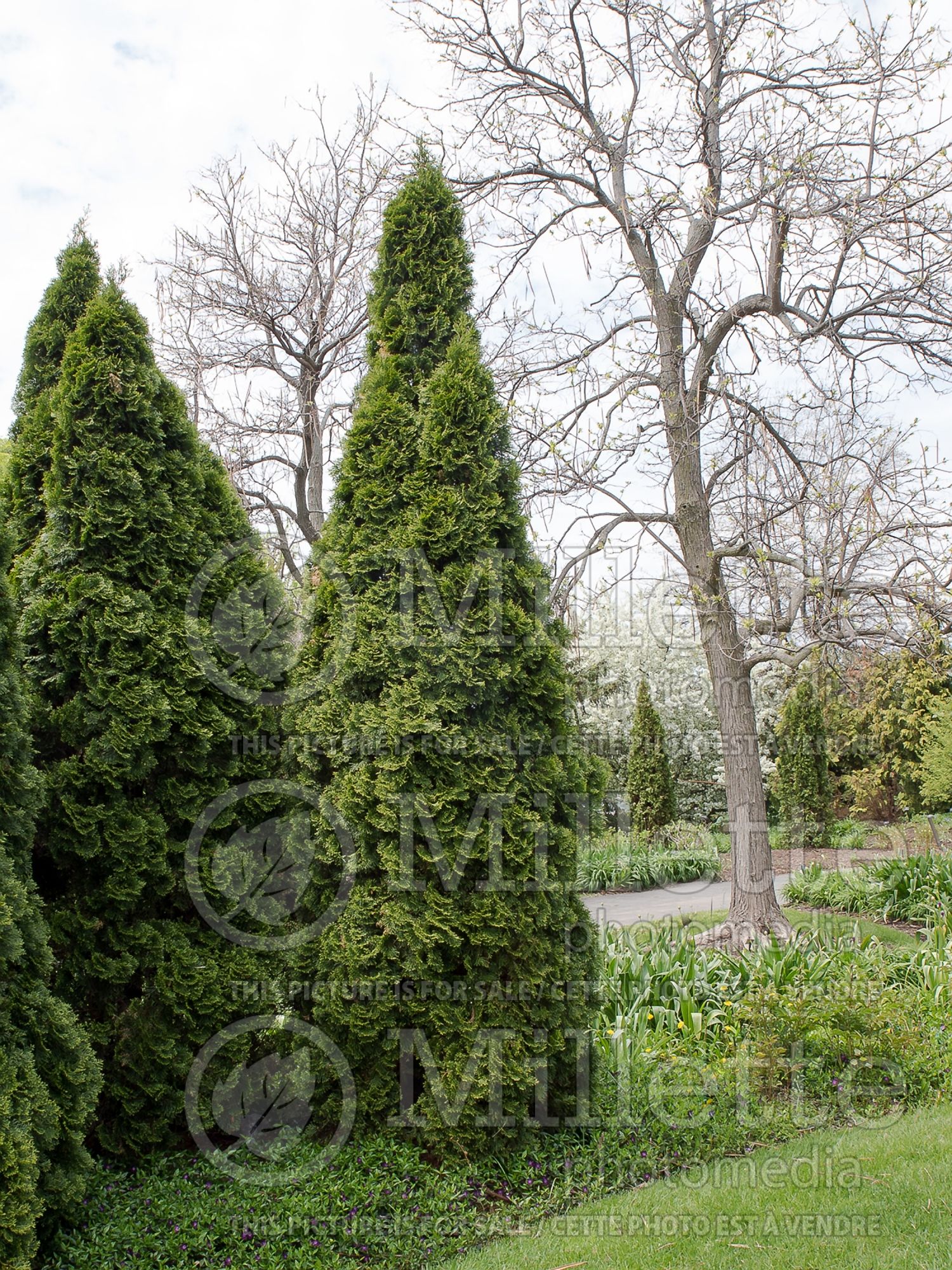 Thuja aka Thuya Pyramidalis (Eastern Arborvitae conifer) 6