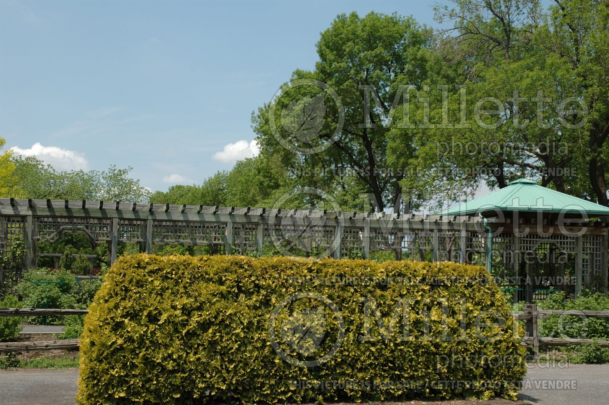 Thuja - Arborvitae hedge 13