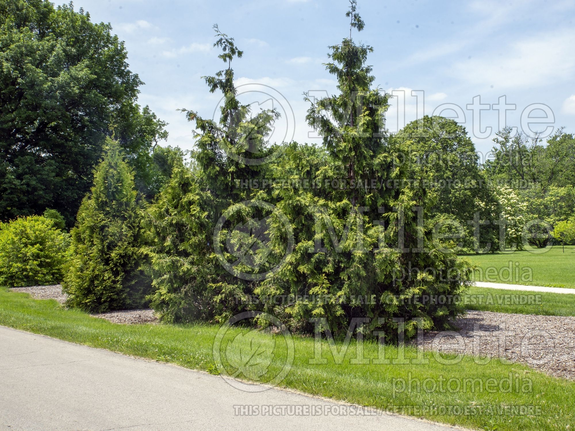 Thuja aka Thuya Nordic Spire (Western red cedar Arborvitae conifer) 1