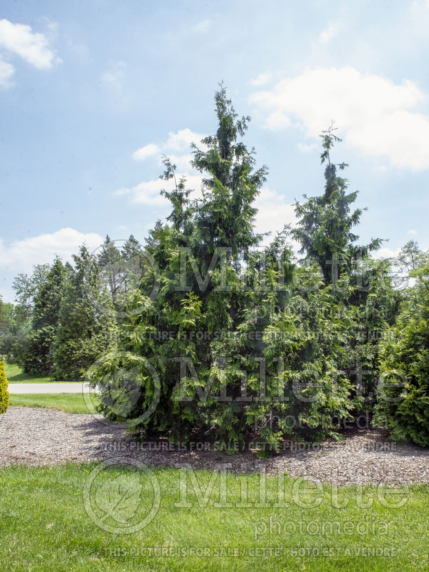 Thuja aka Thuya Nordic Spire (Western red cedar Arborvitae conifer) 2