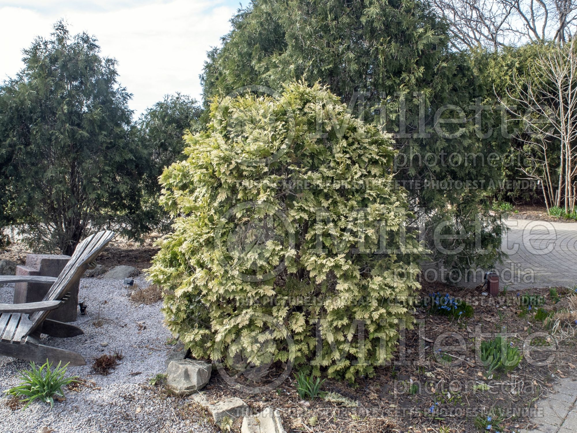 Thuja aka Thuya Cristata Argenteovariegata (Western red cedar Arborvitae conifer) 1