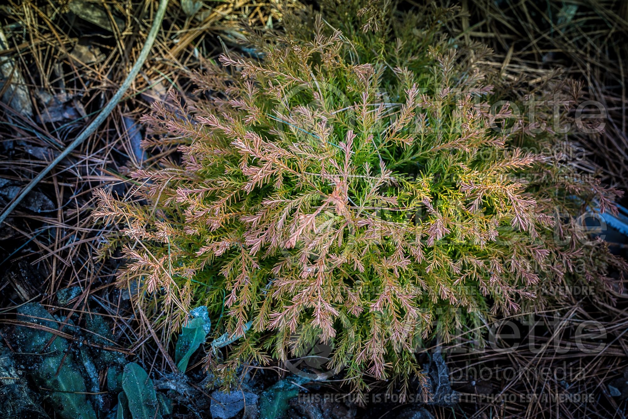 Thuja aka Thuya Fire Chief aka Congabe (Arborvitae conifer) 10