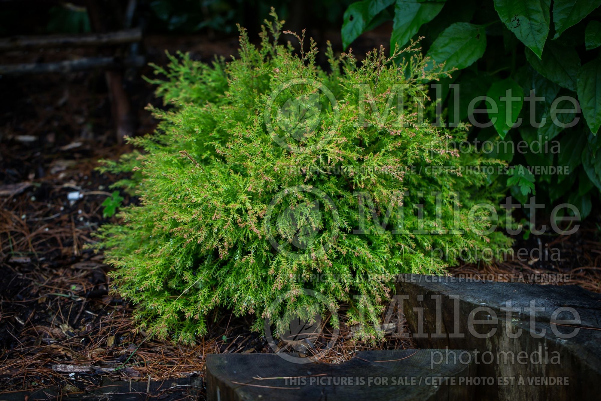 Thuja aka Thuya Fire Chief aka Congabe (Arborvitae conifer) 11