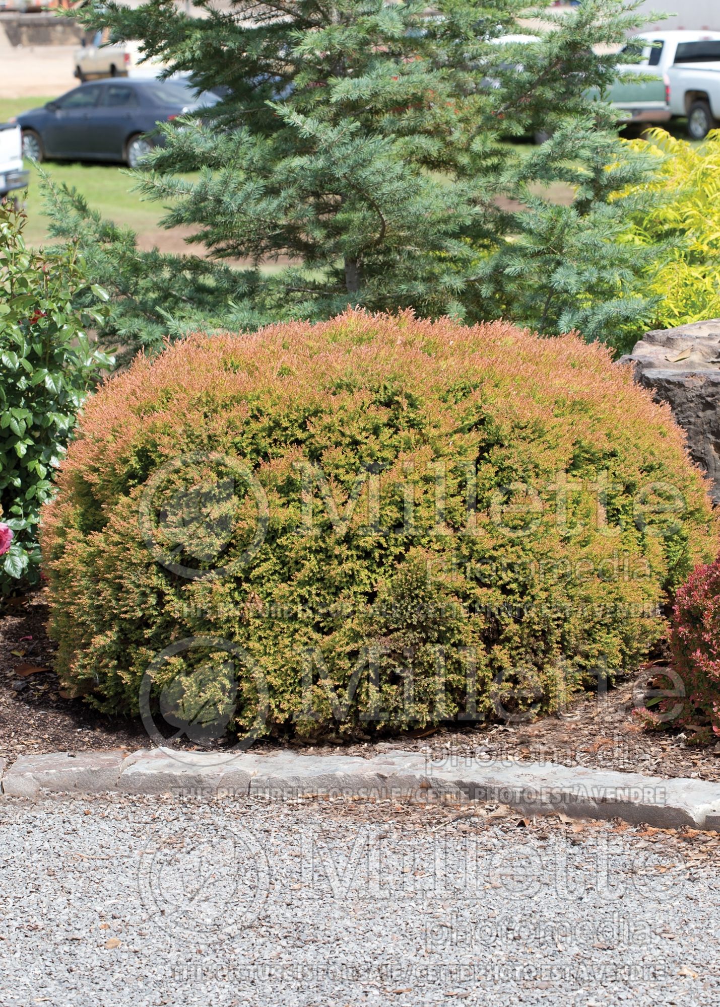 Thuja aka Thuya Fire Chief aka Congabe (Arborvitae conifer) 13