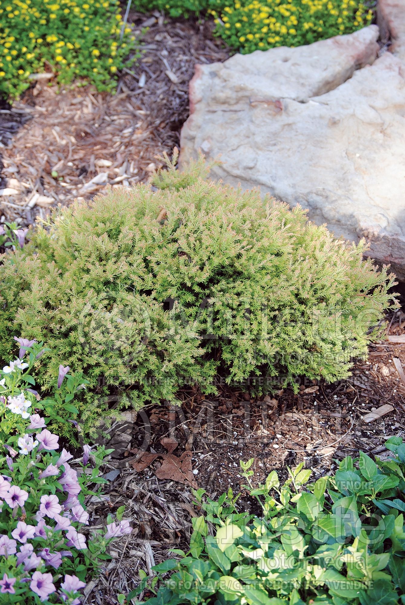 Thuja aka Thuya Fire Chief aka Congabe (Arborvitae conifer) 12