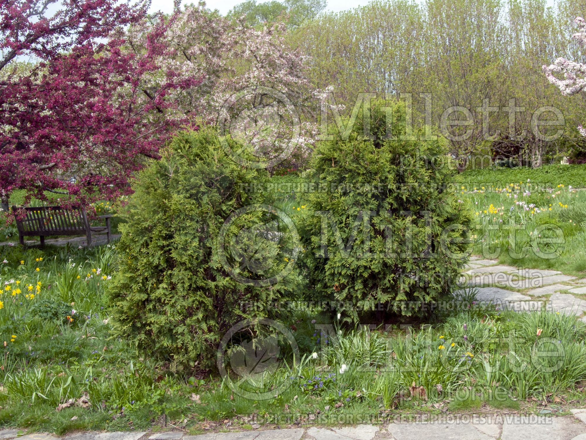 Thuja aka Thuya occidentalis First Editions Technito aka BAILjohn (Eastern Arborvitae conifer) 4