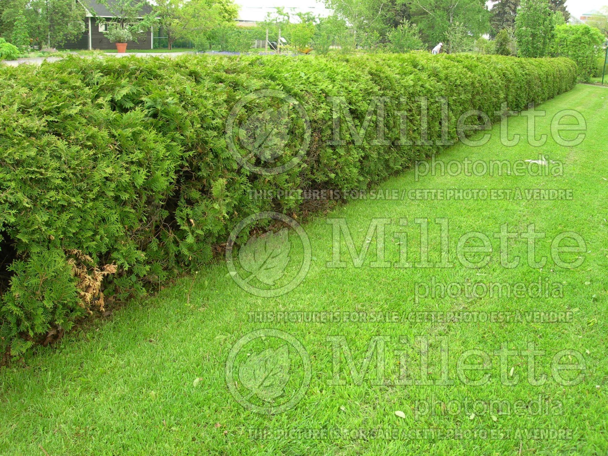 Thuja - Arborvitae hedge 6
