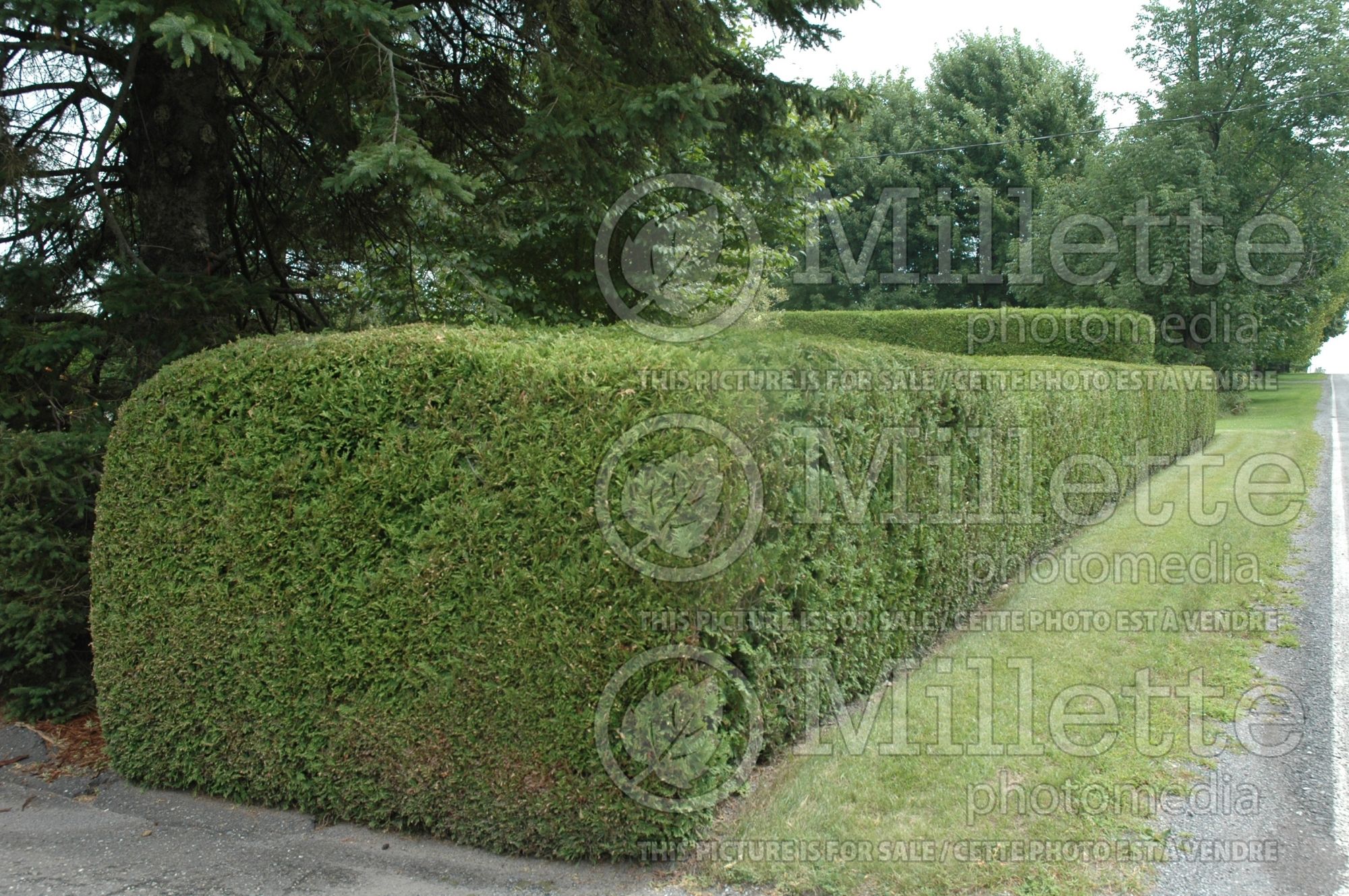 Thuja - Arborvitae hedge 14