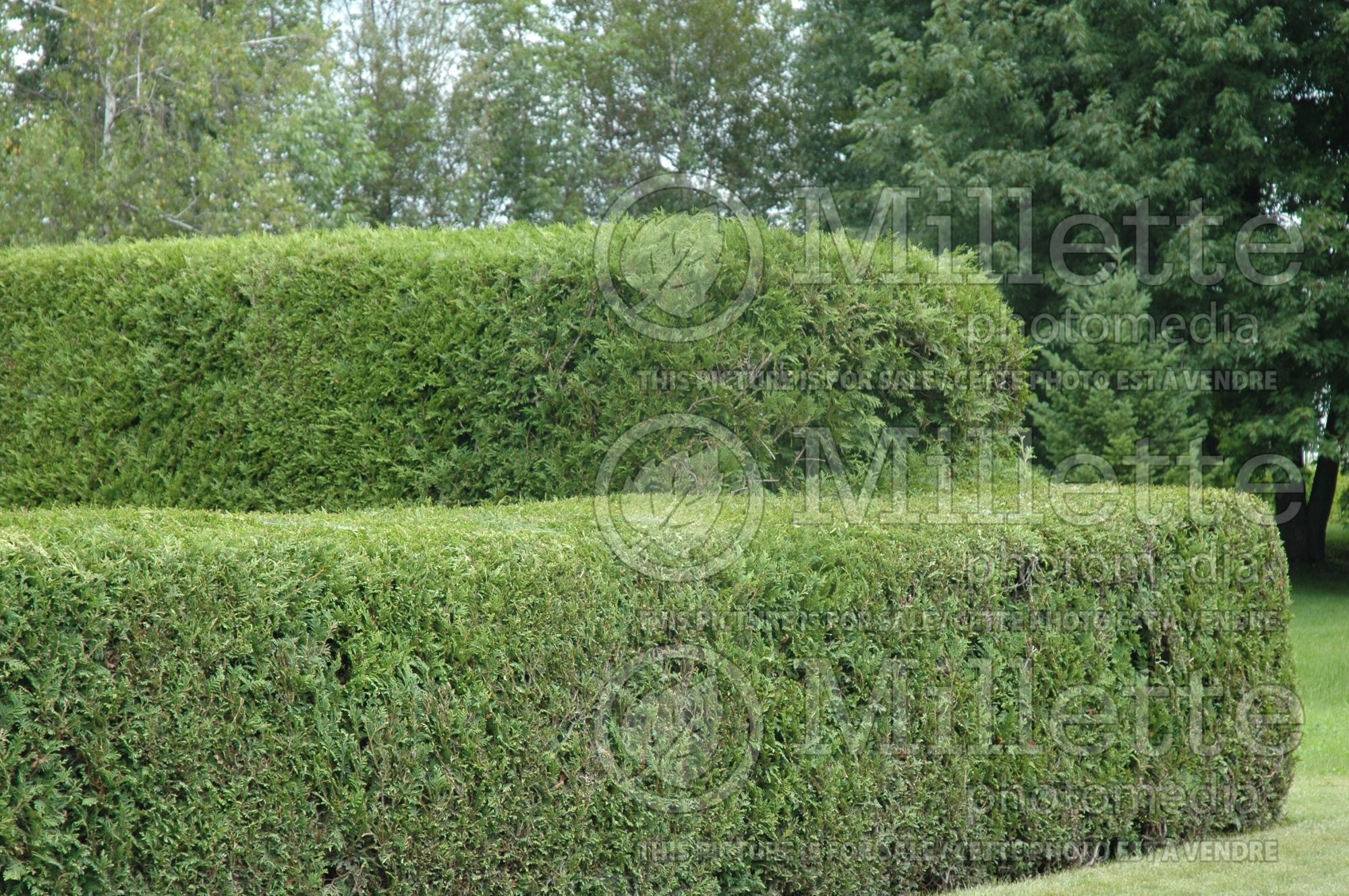 Thuja - Arborvitae hedge 16