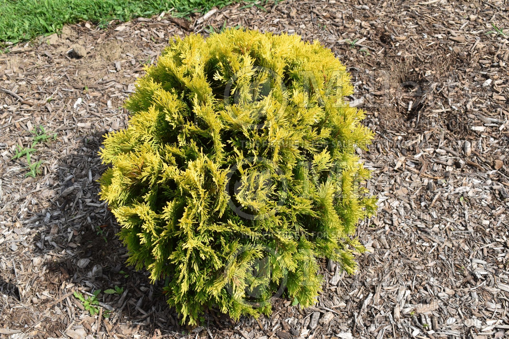 Thuja aka Thuya Harvest Moon (Eastern Arborvitae conifer) 1